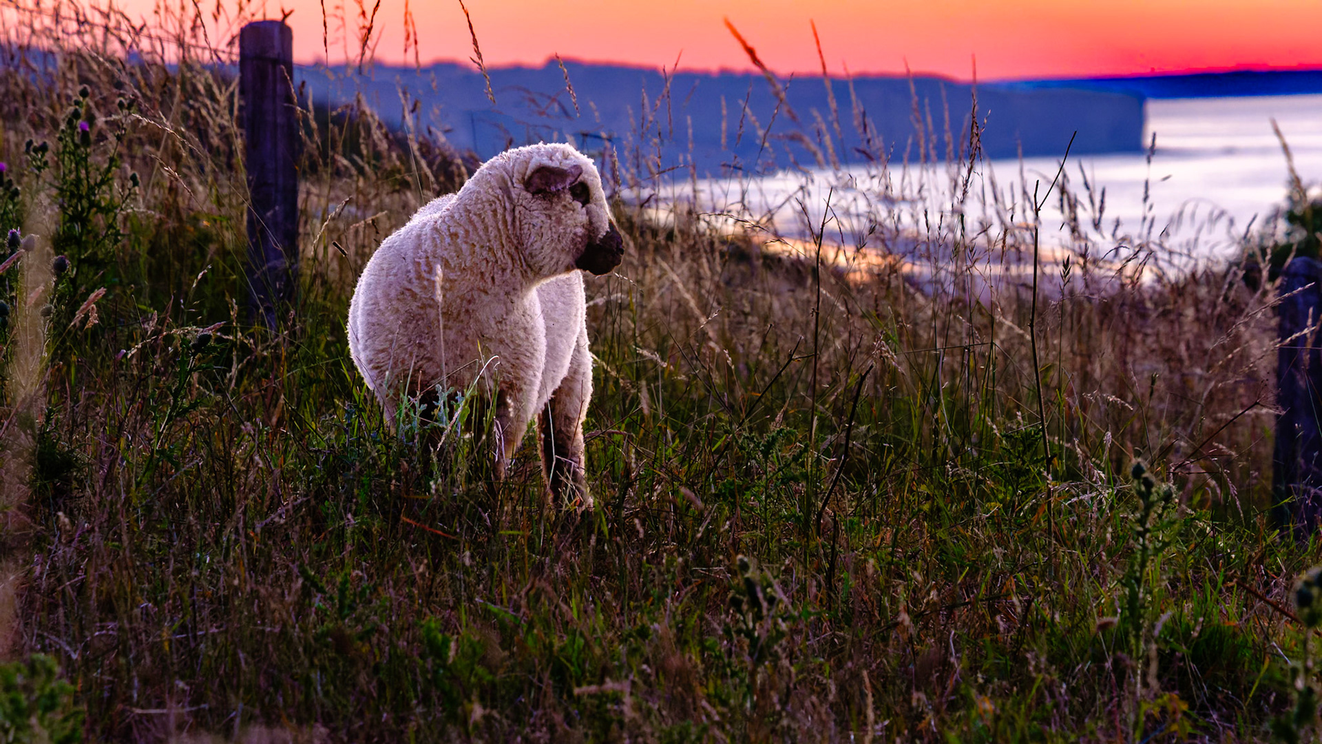 Mouton à la tombée de la nuit , saint laurent sur mer