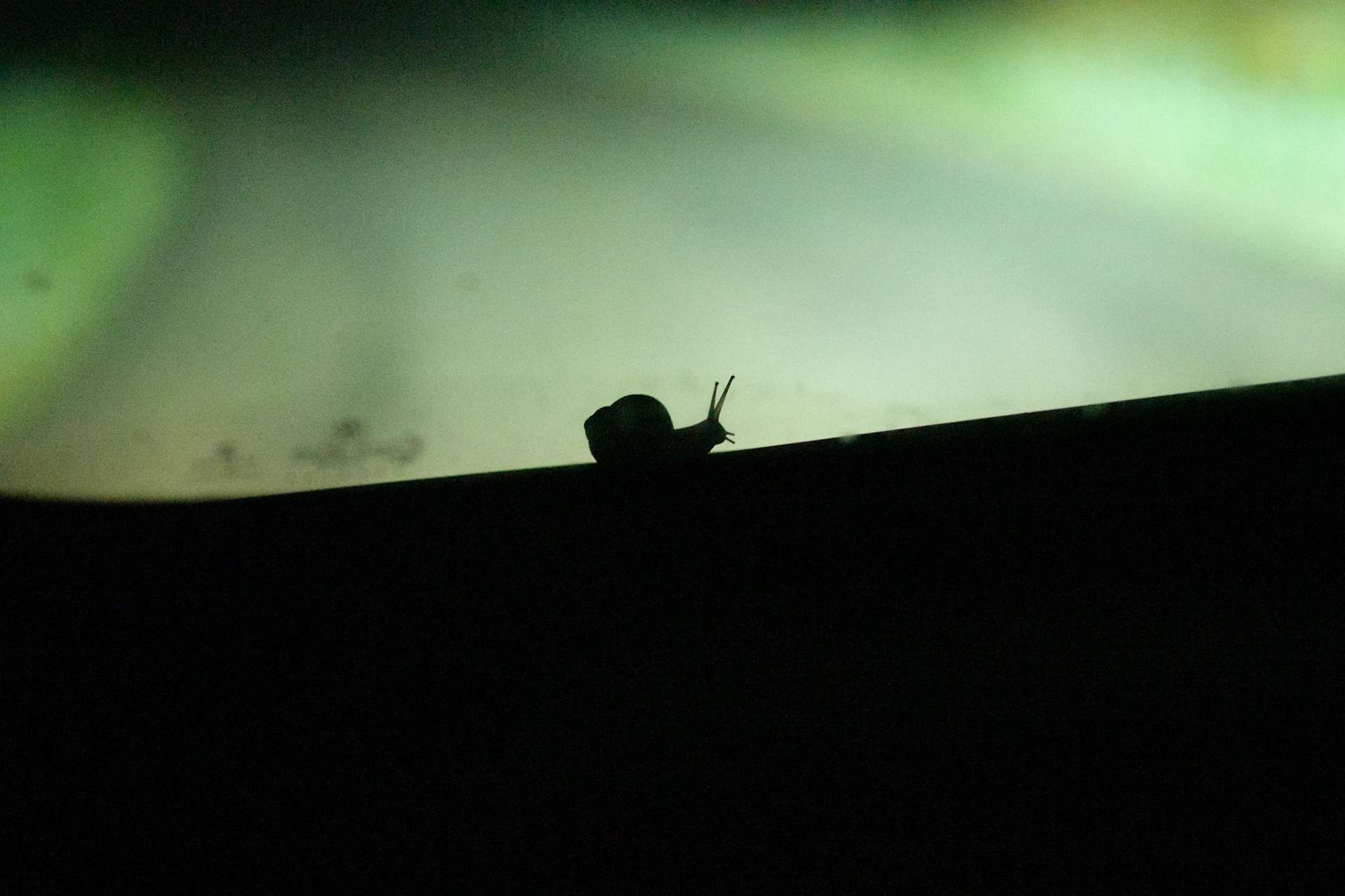 escargo, passager clandestin sur mon capot, la nuit