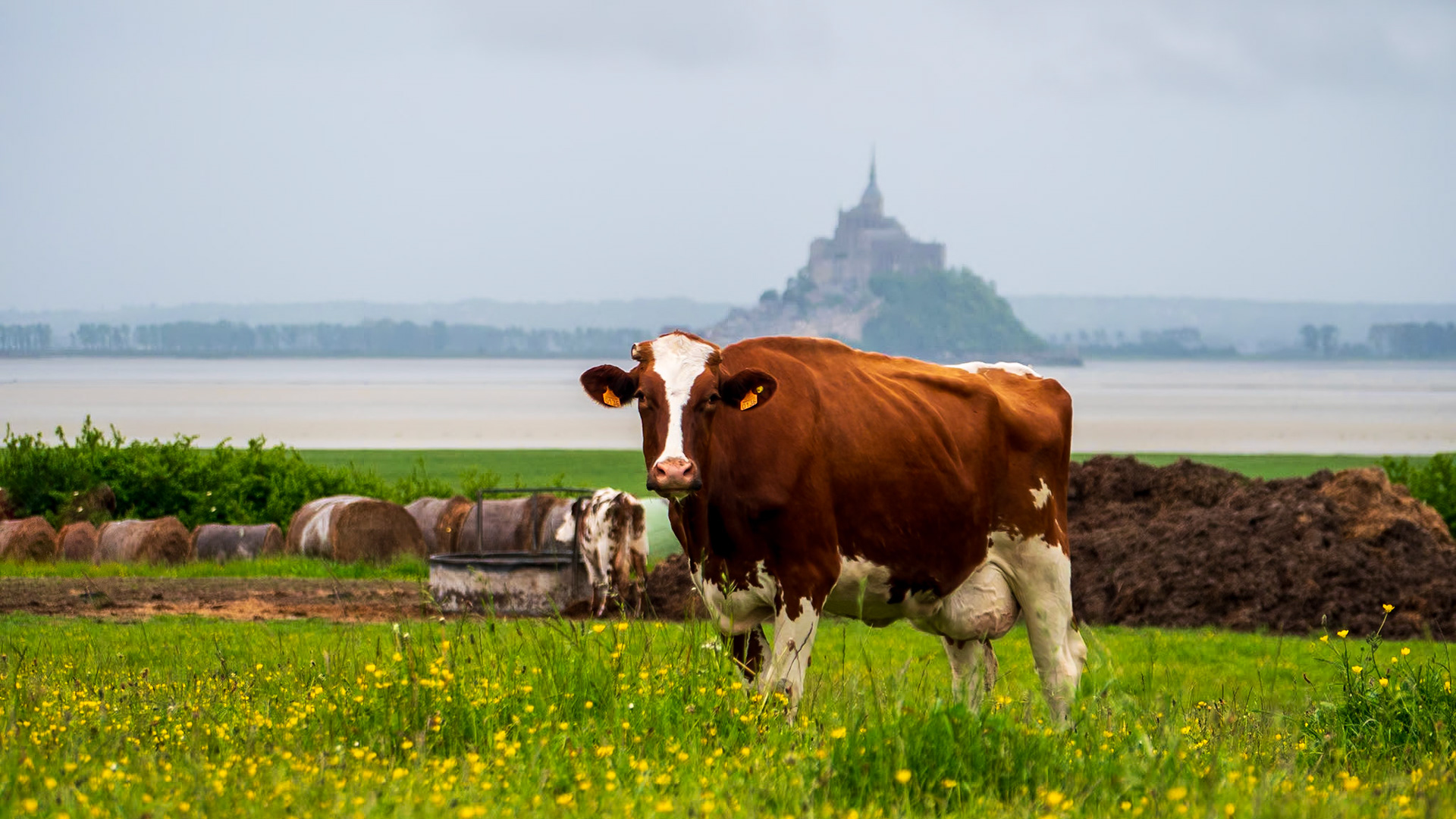 Paturage, mont saint michel