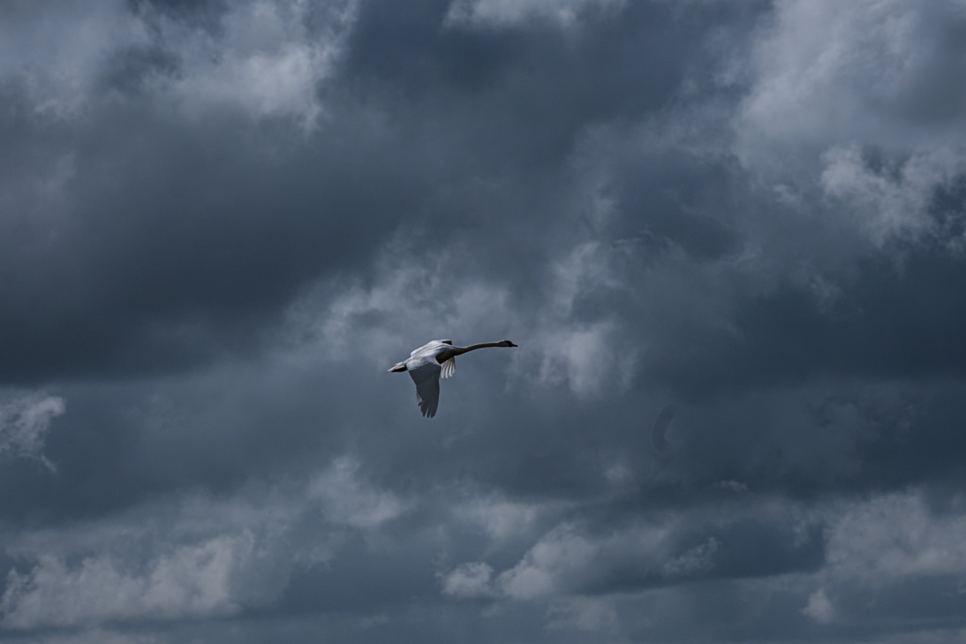 oie en plein vol maris du bessin