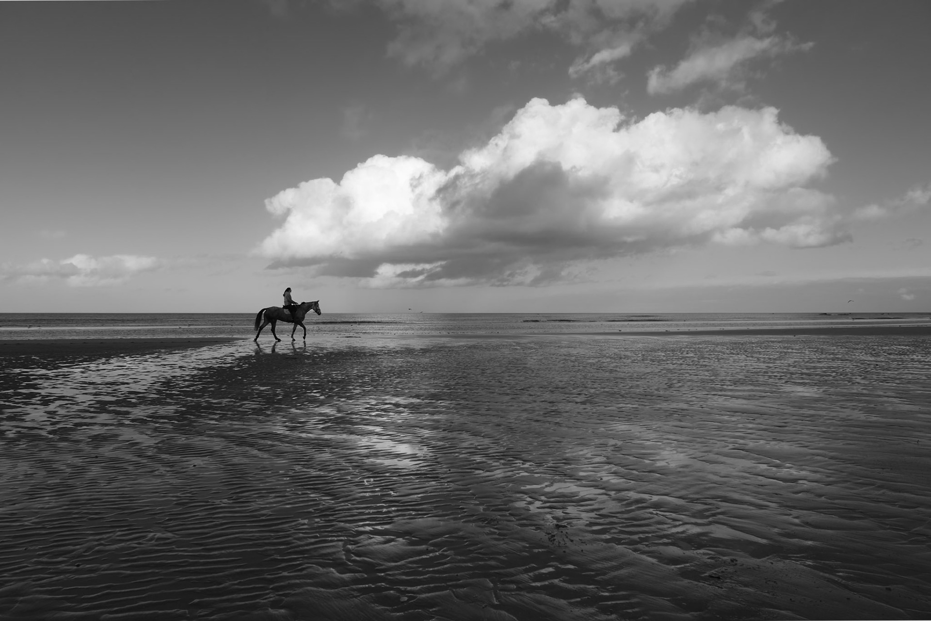 cheval sur la plage d'omaha beach