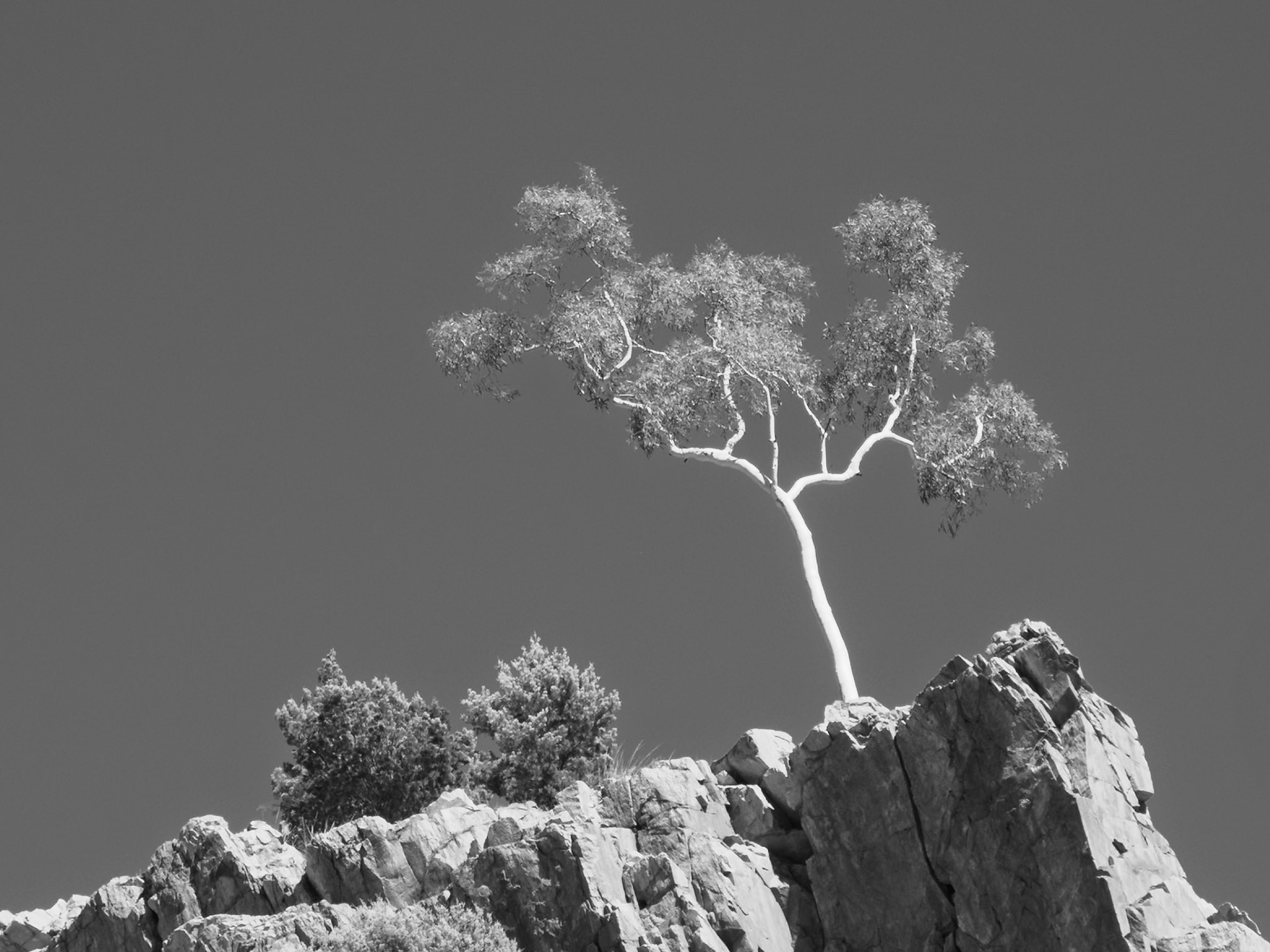 arbre solitaire sur une crete desert australie