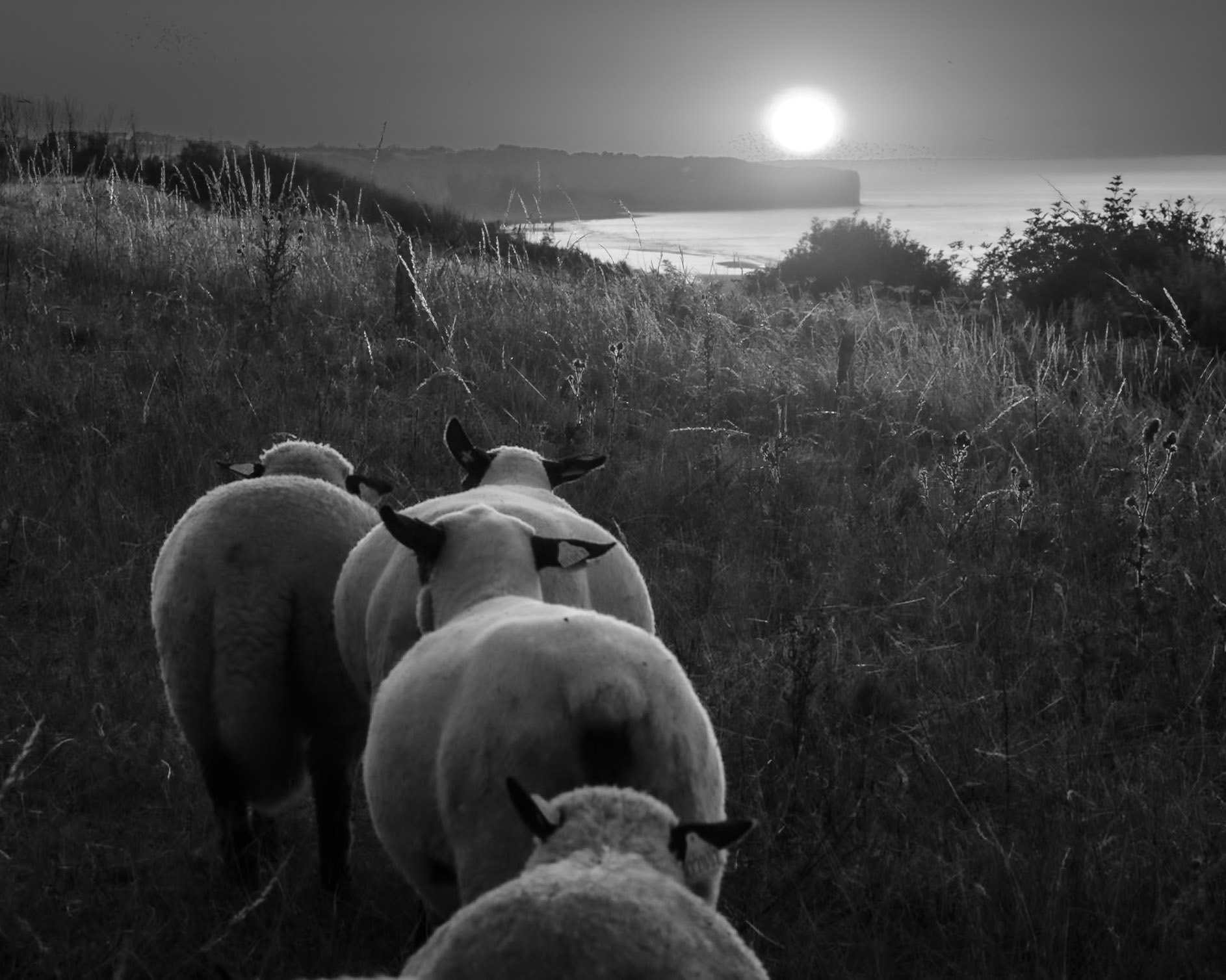 vers la lumière, omaha beach