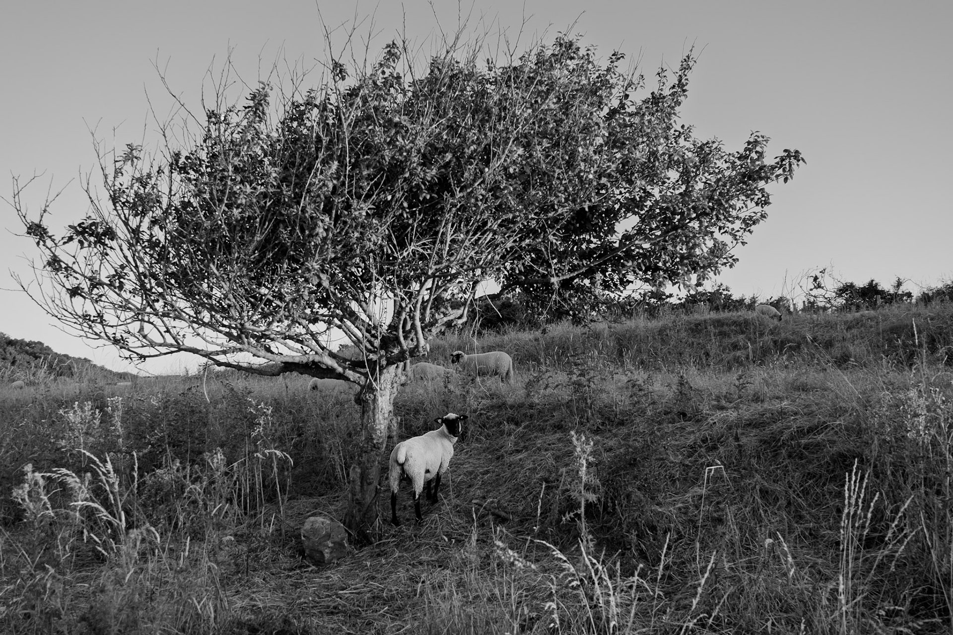 Moutons, omaha beach