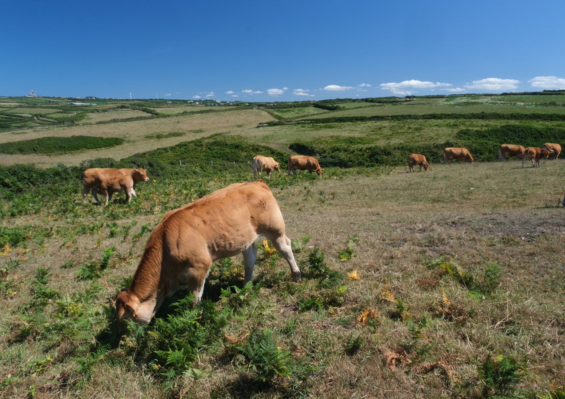 Vache dans le cotentin