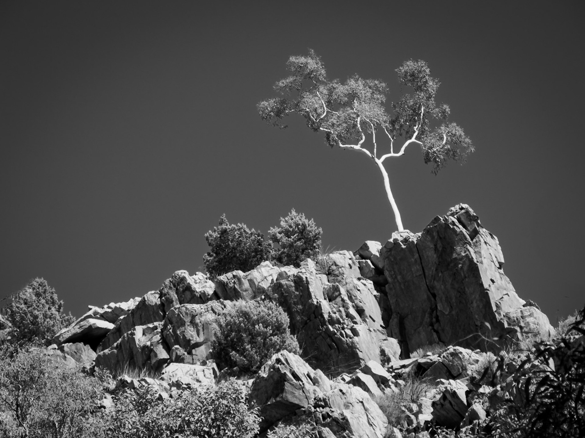 arbre solitaire sur une crete desert australie