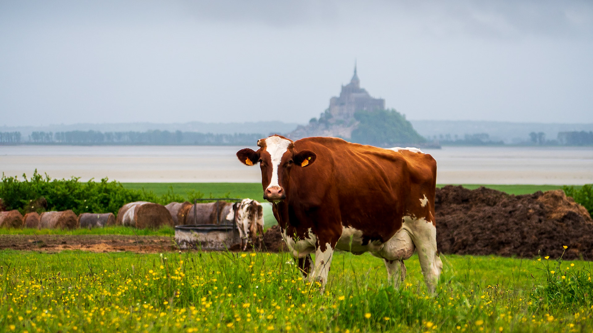 Paturage, mont saint michel