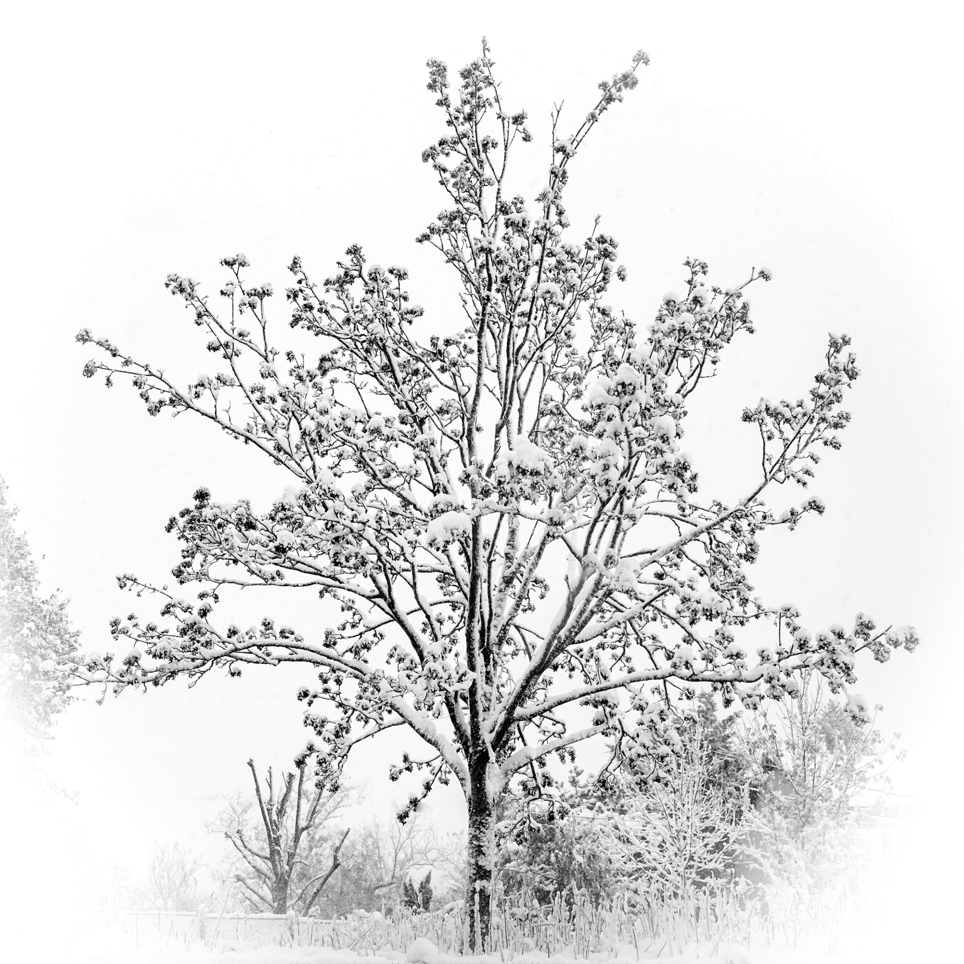 Arbre fleuri sous la neige