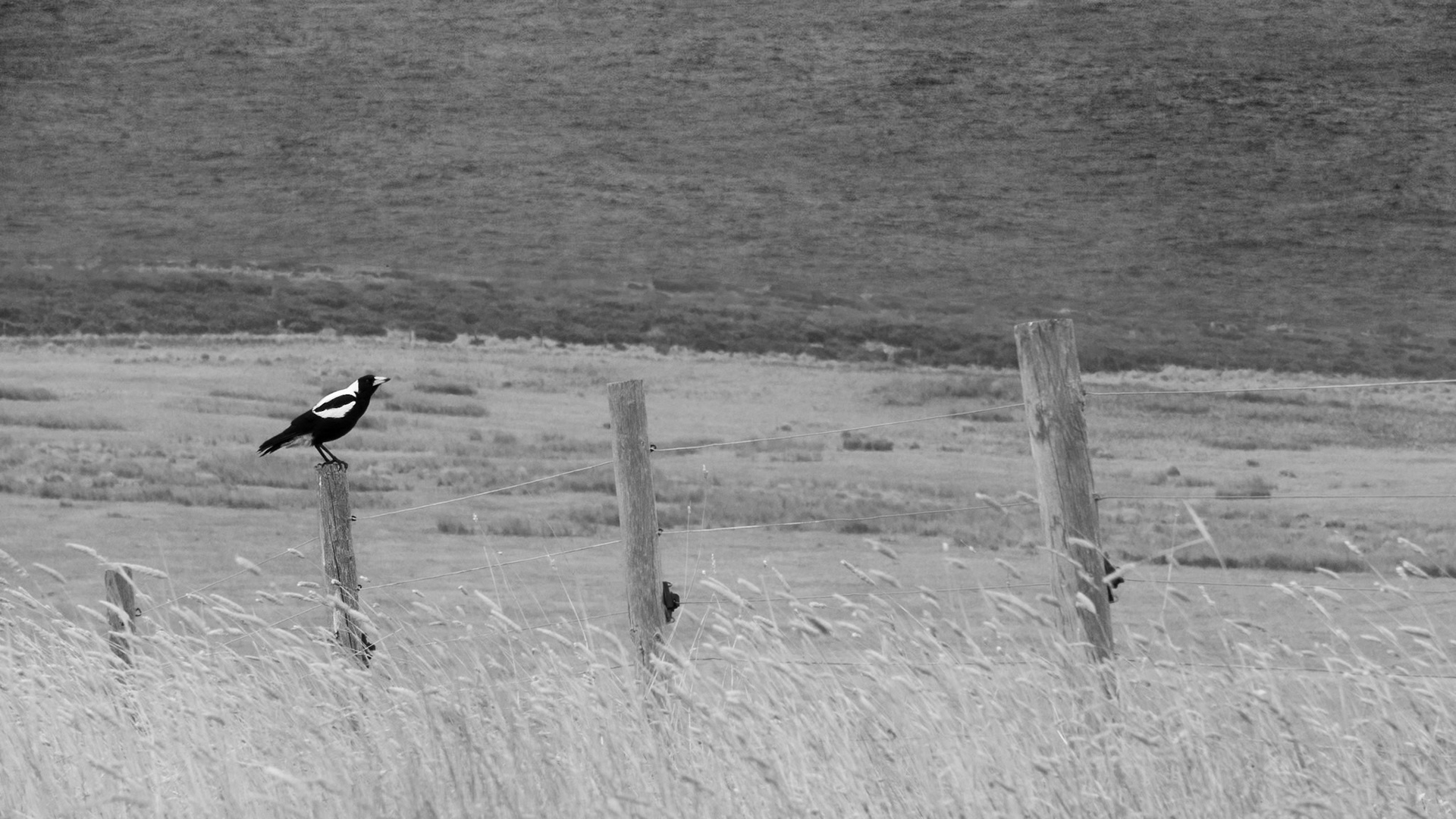 oiseau bord de mer australie