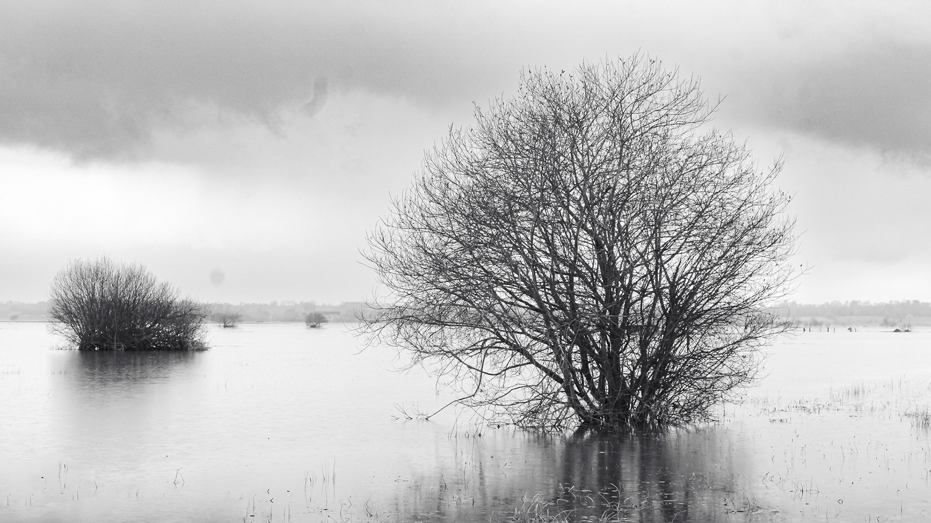 Marais du bessin en hiver