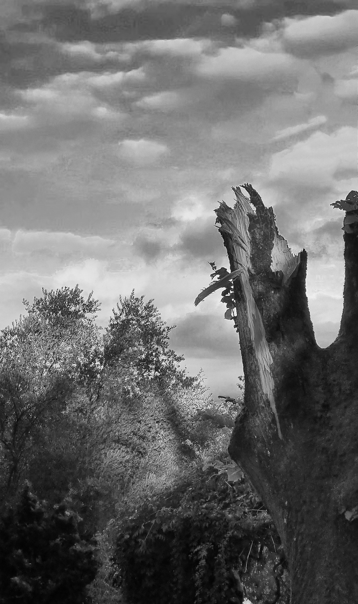 arbre foudroyé, tarn et garonne