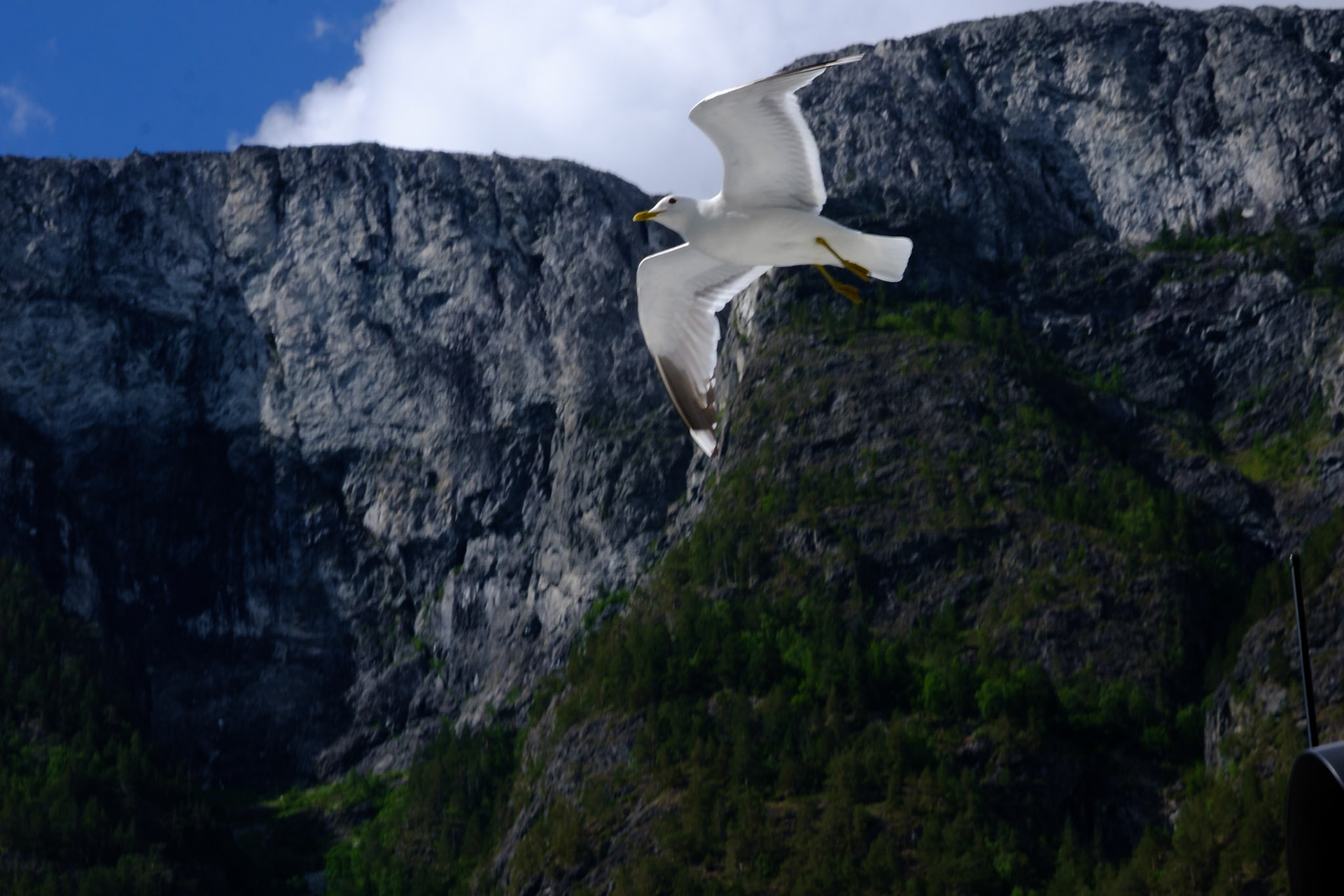Mouette fiord de norvege