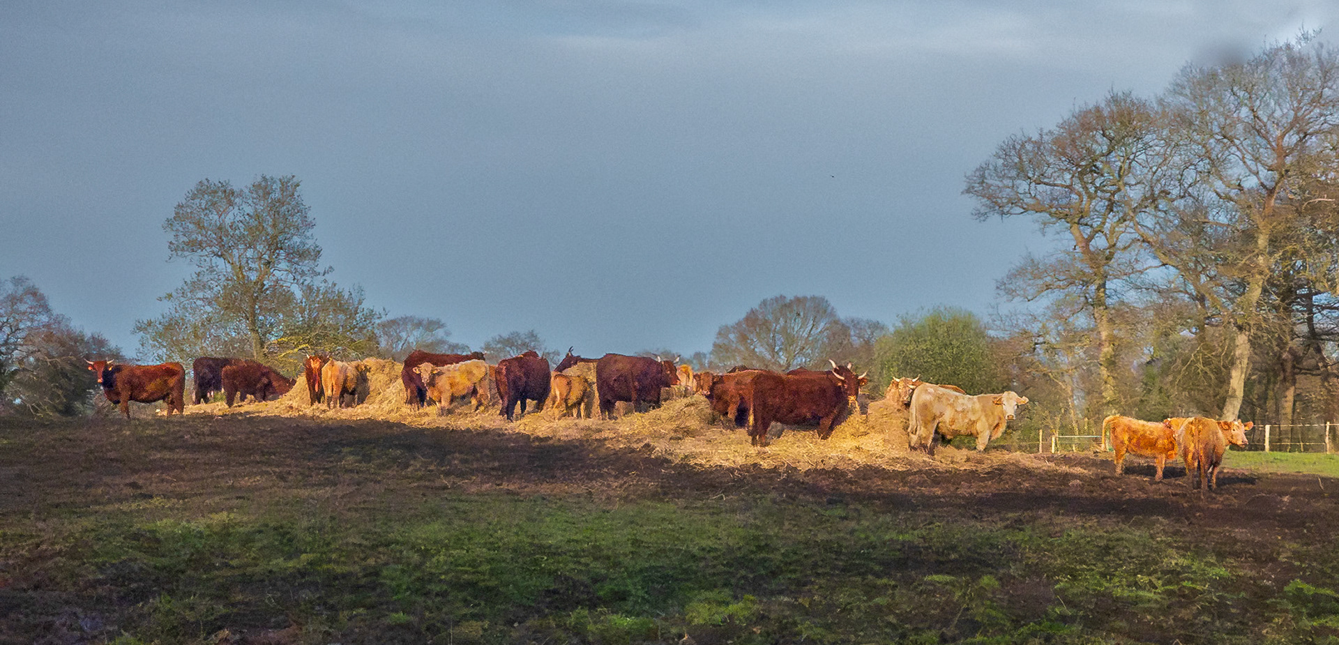 A la manière de rosa bonheur