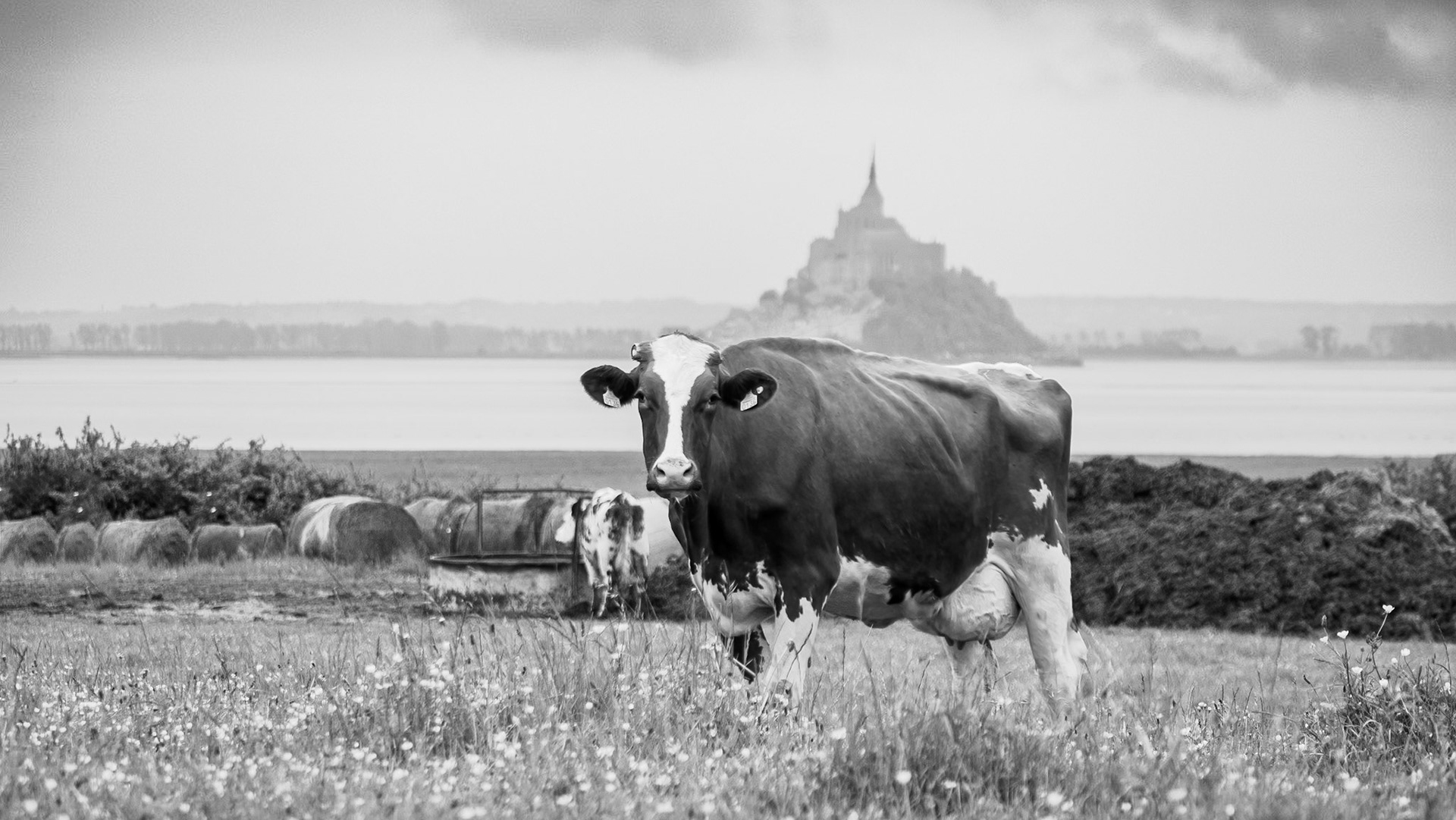 Paturage, mont saint michel