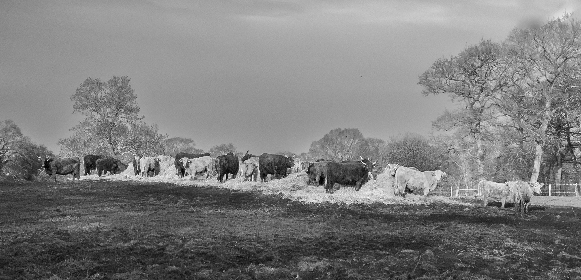 A la manière de rosa bonheur
