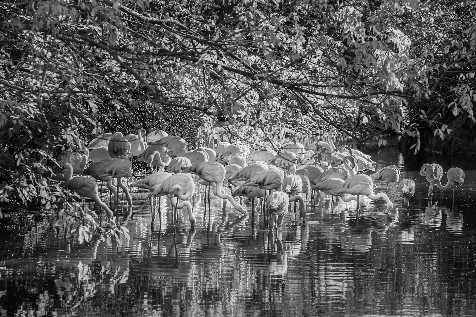 flamants roses, parc de la tete d'or