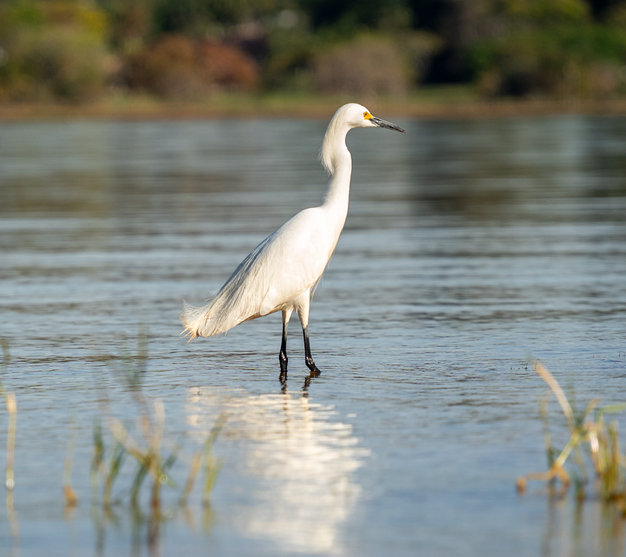 Fotografia de Vida Selvagem