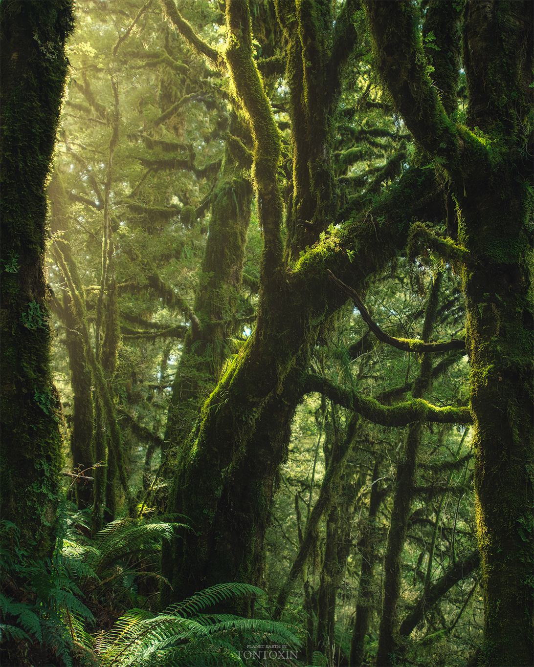 Forgotten Jungle