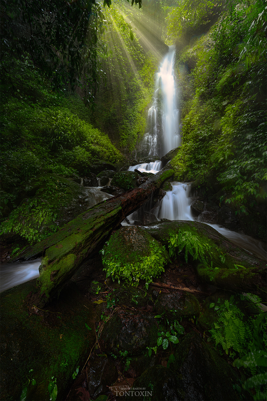 Rhythm of Jungle