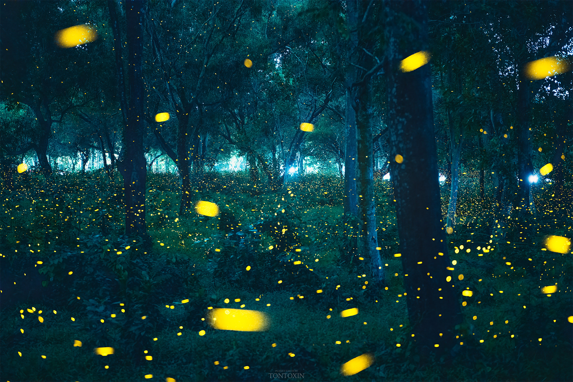 Lost in Fairy land