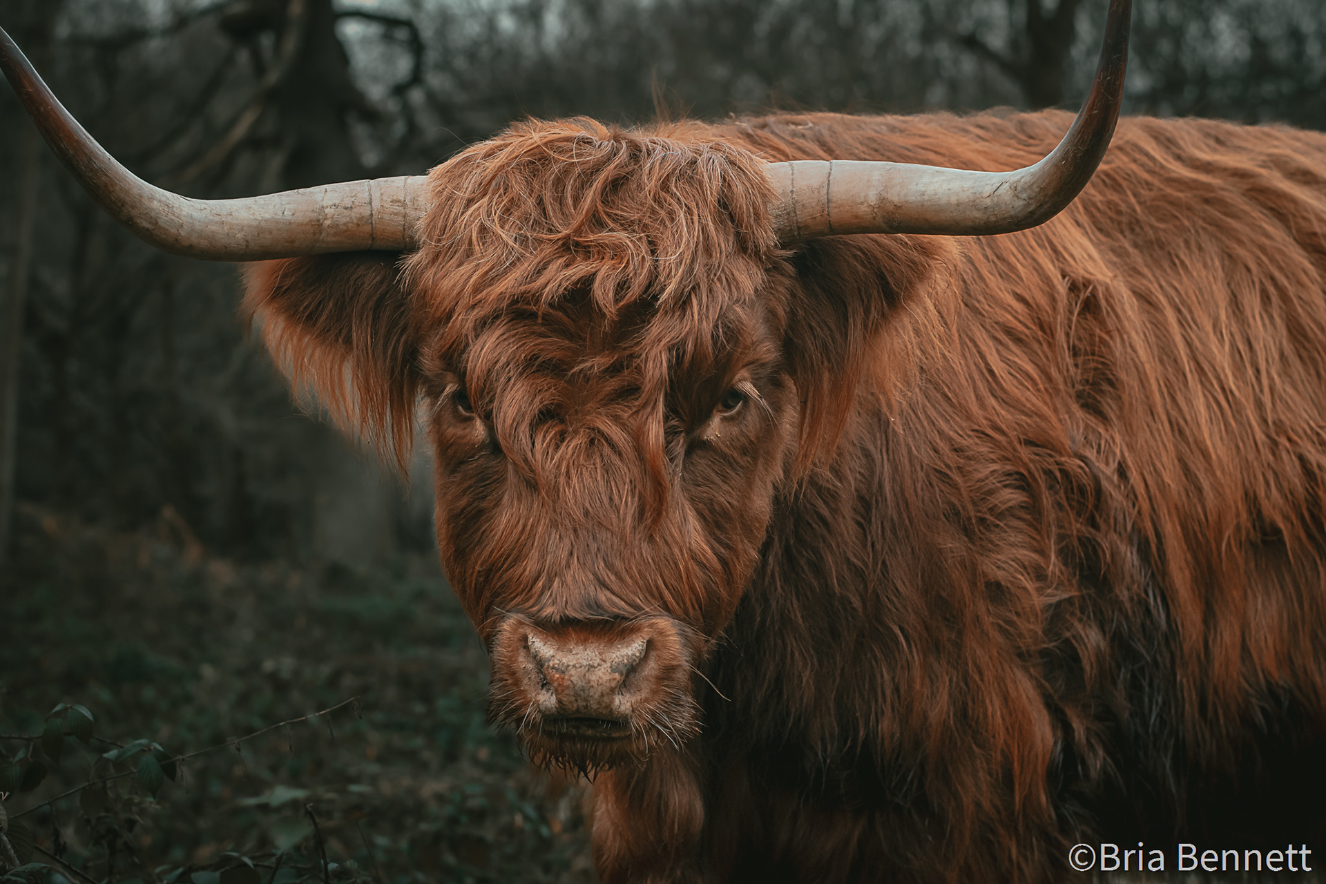 Highland Coo 004
