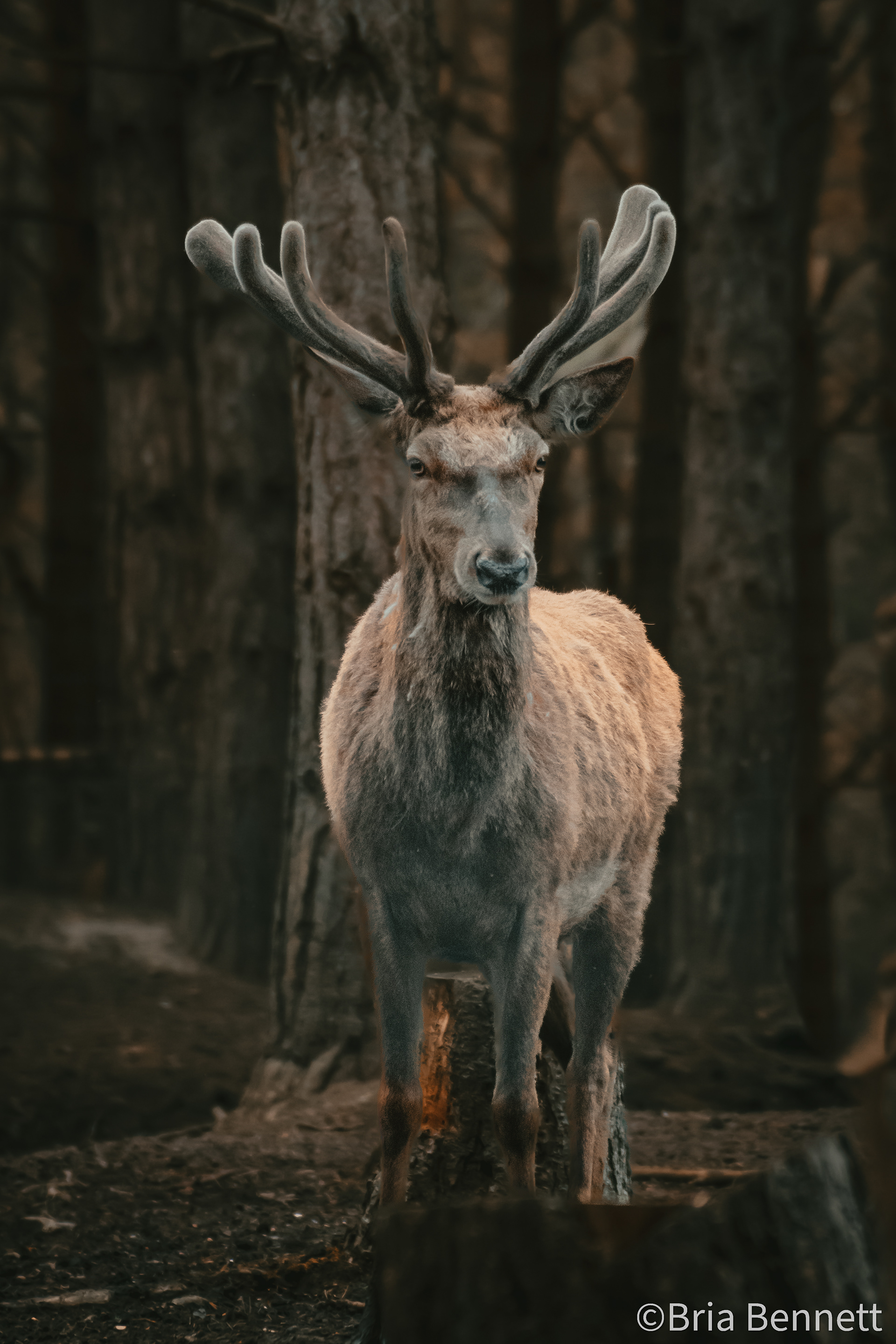 Deer 003