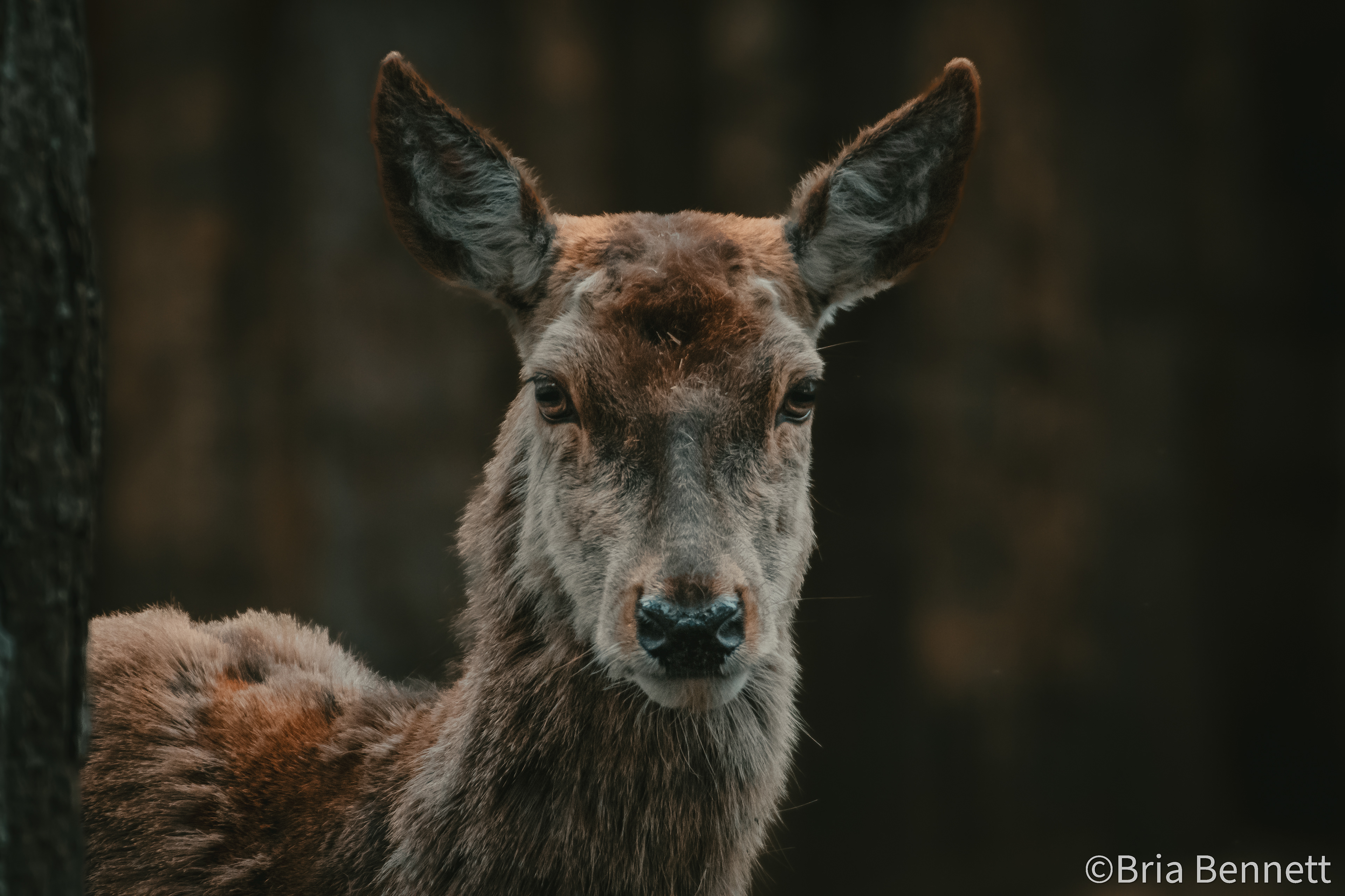 Deer 001