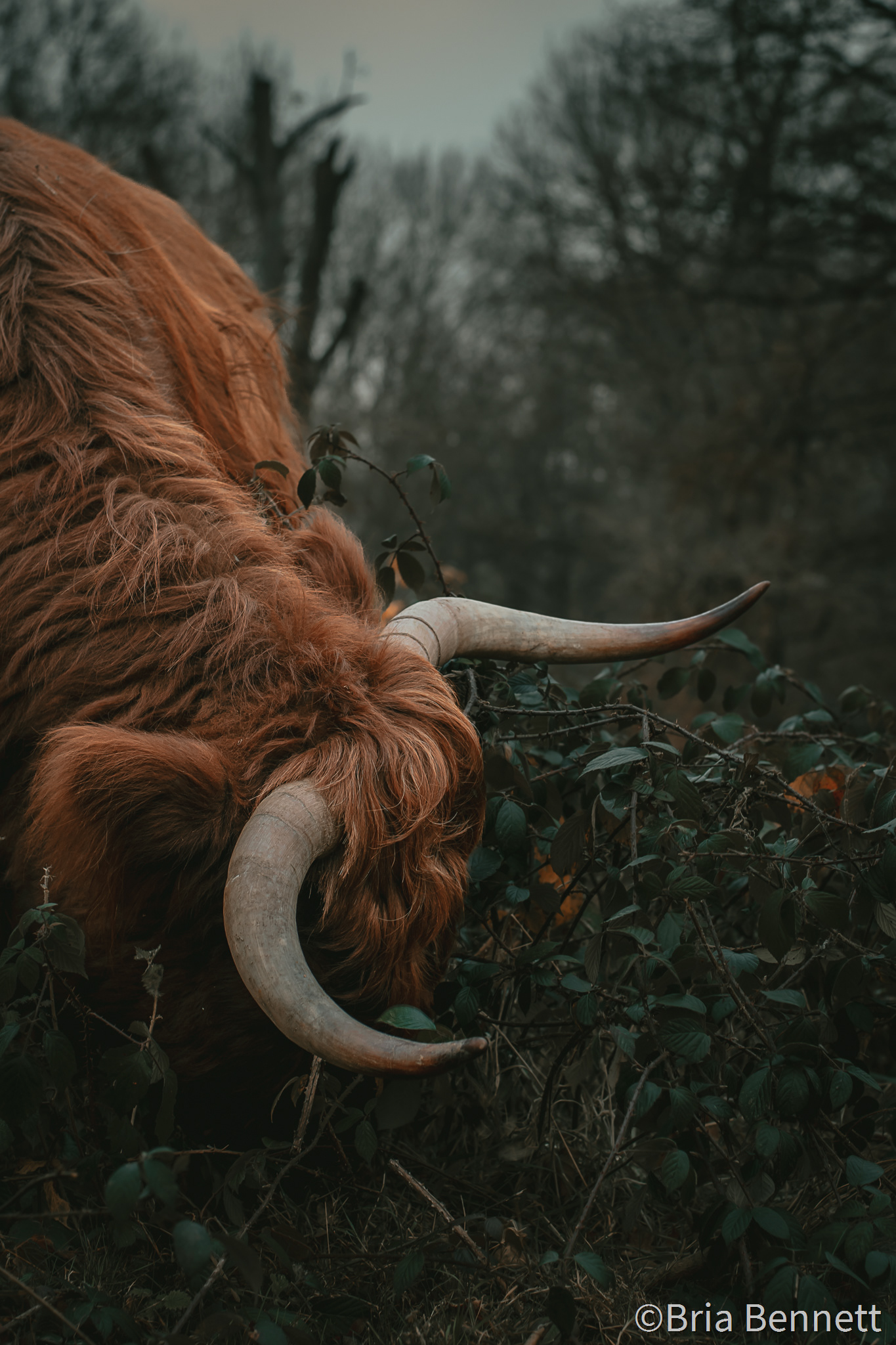 Highland Coo 011