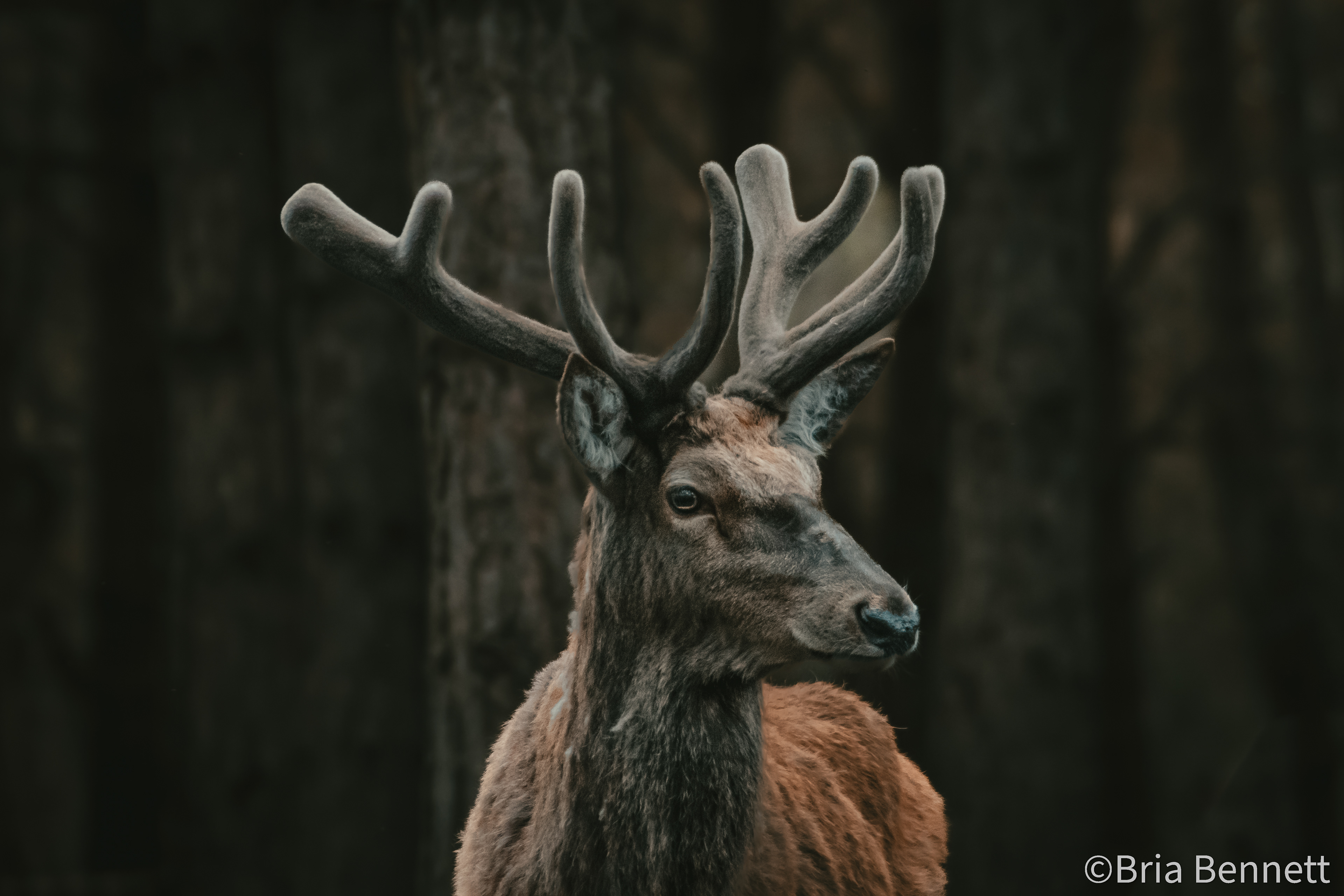 Deer002