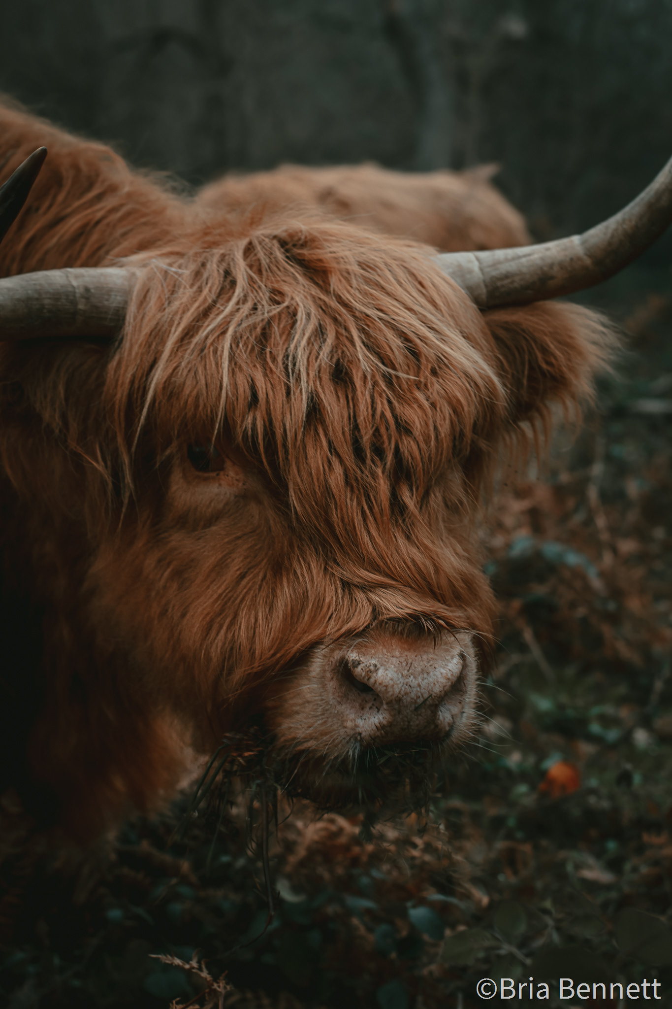 Highland Coo 008