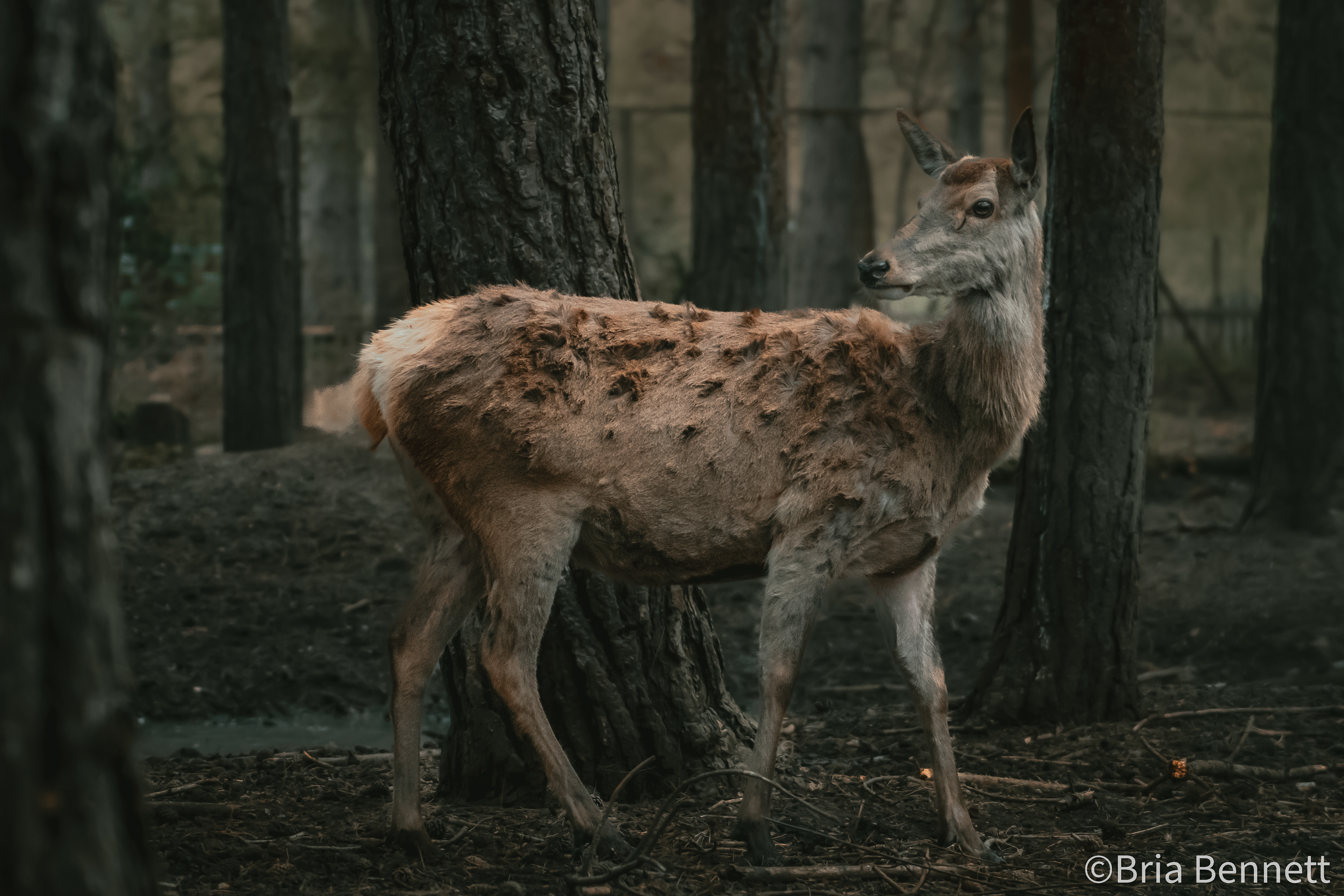 Deer 004