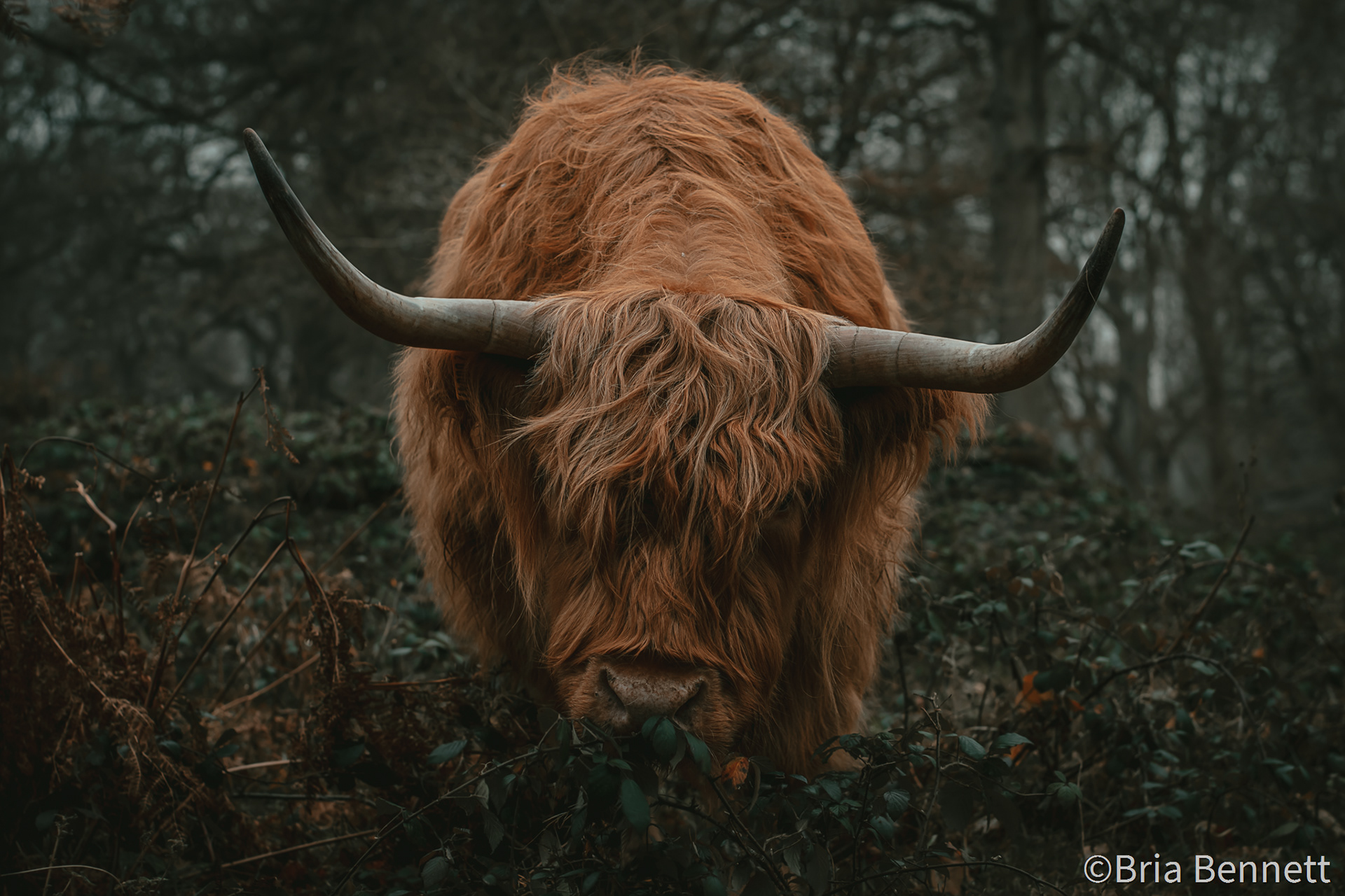 Highland Coo 005