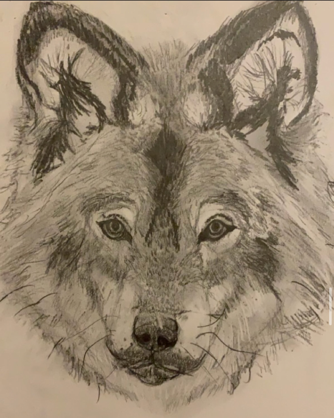 Wolf Drawing- Traditional, Pencil