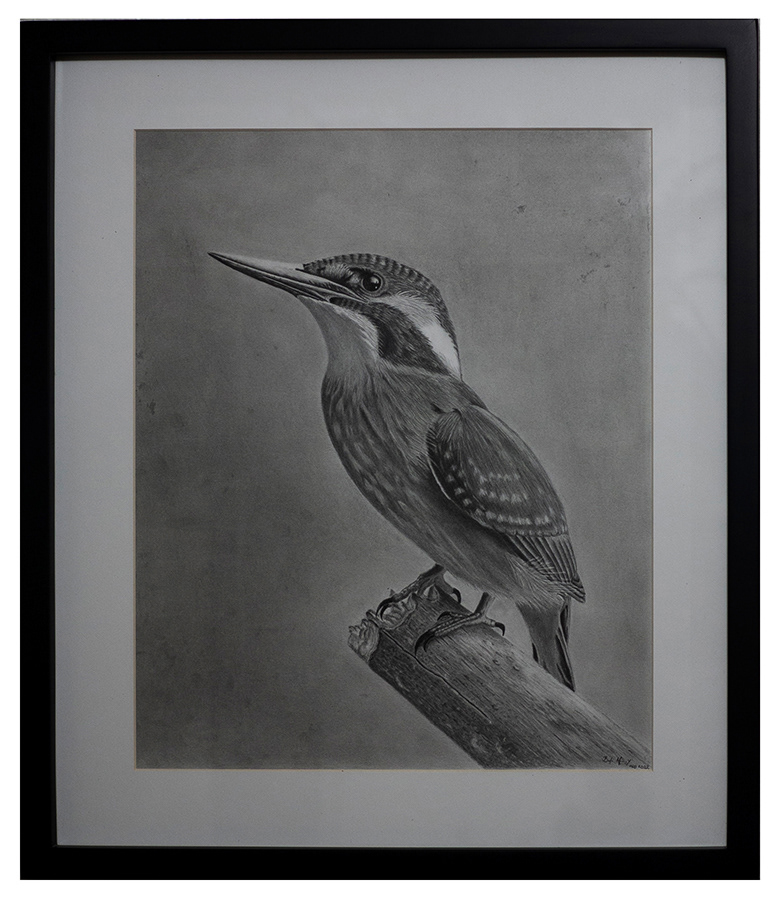 Dibujo ave Martín pescador, medidas del cuadro 47x55cm VENDIDO