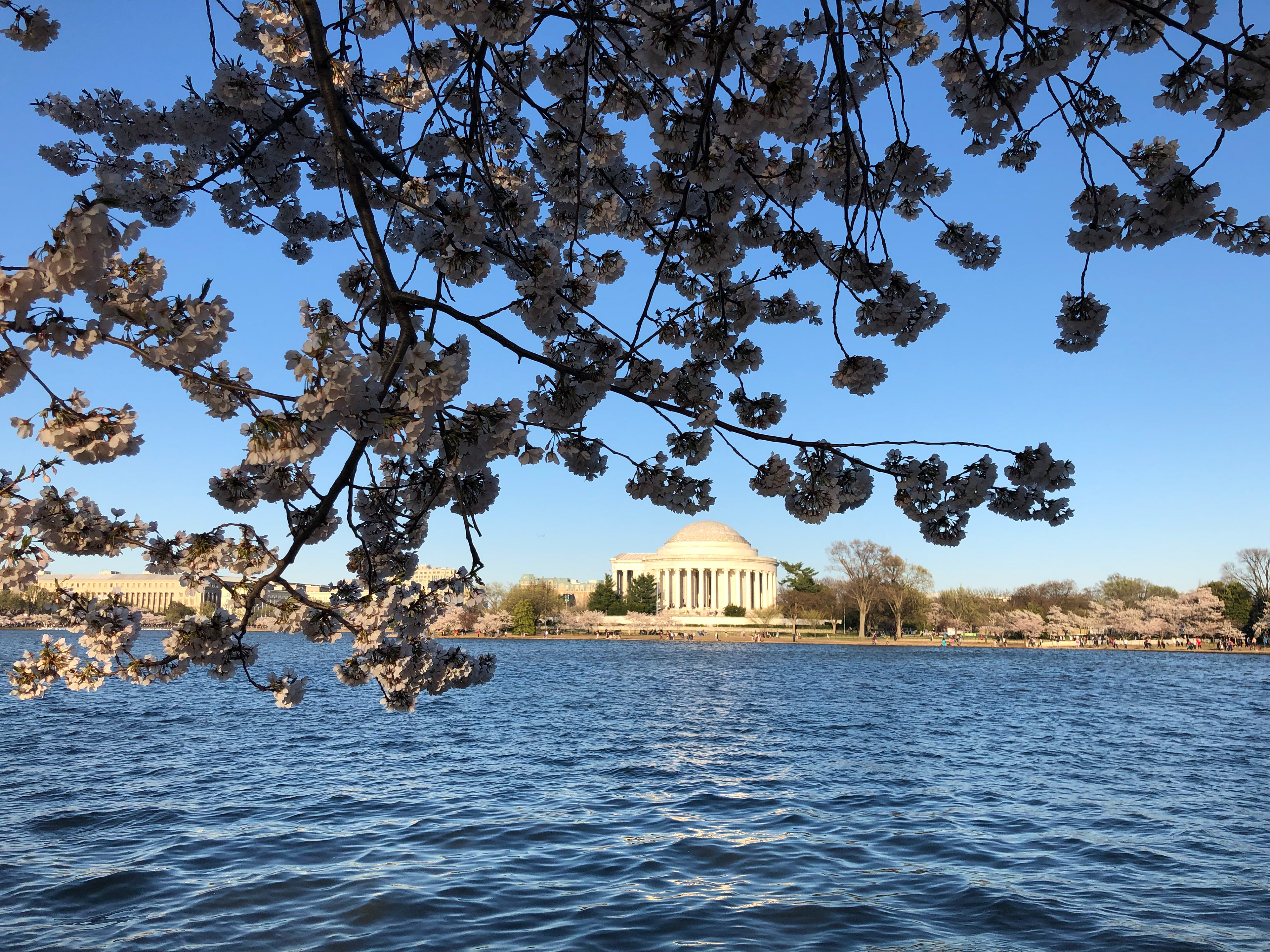 In the shadows of the cherry blossoms