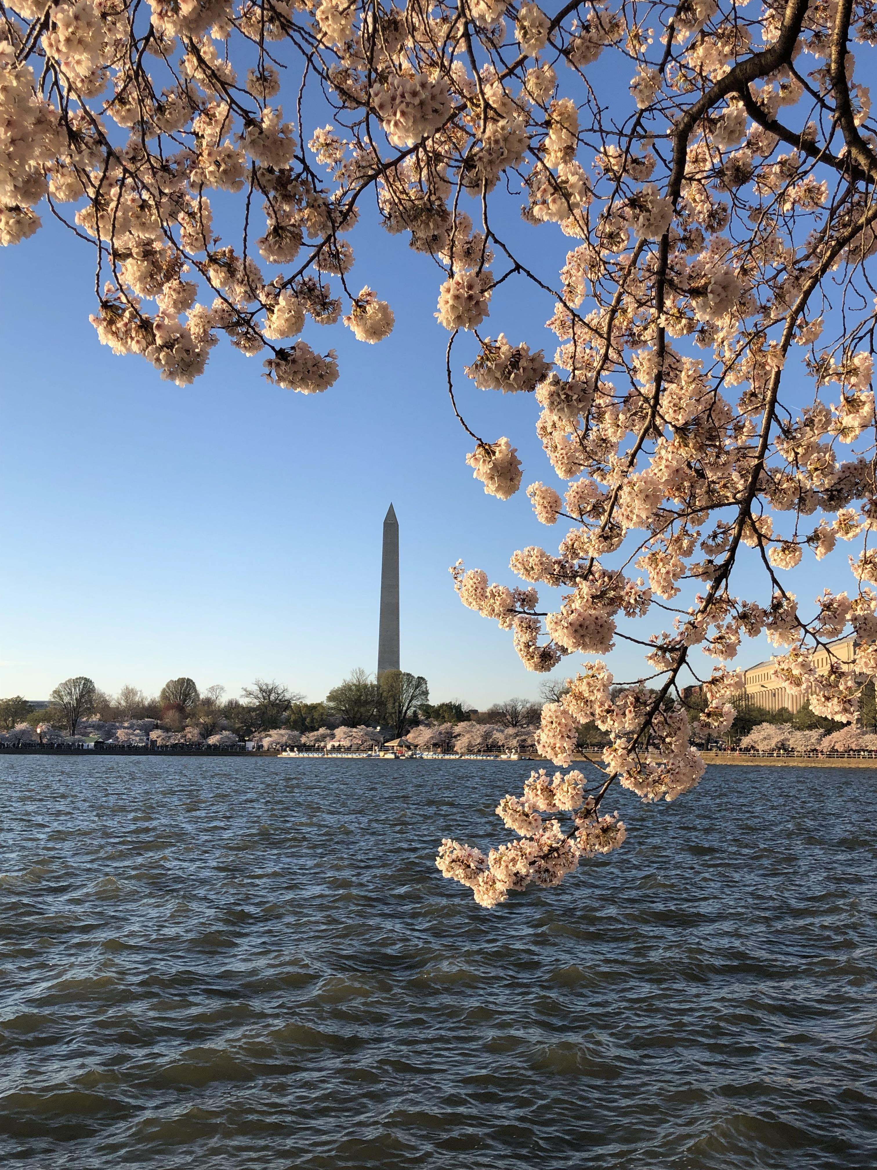 Spring in DC