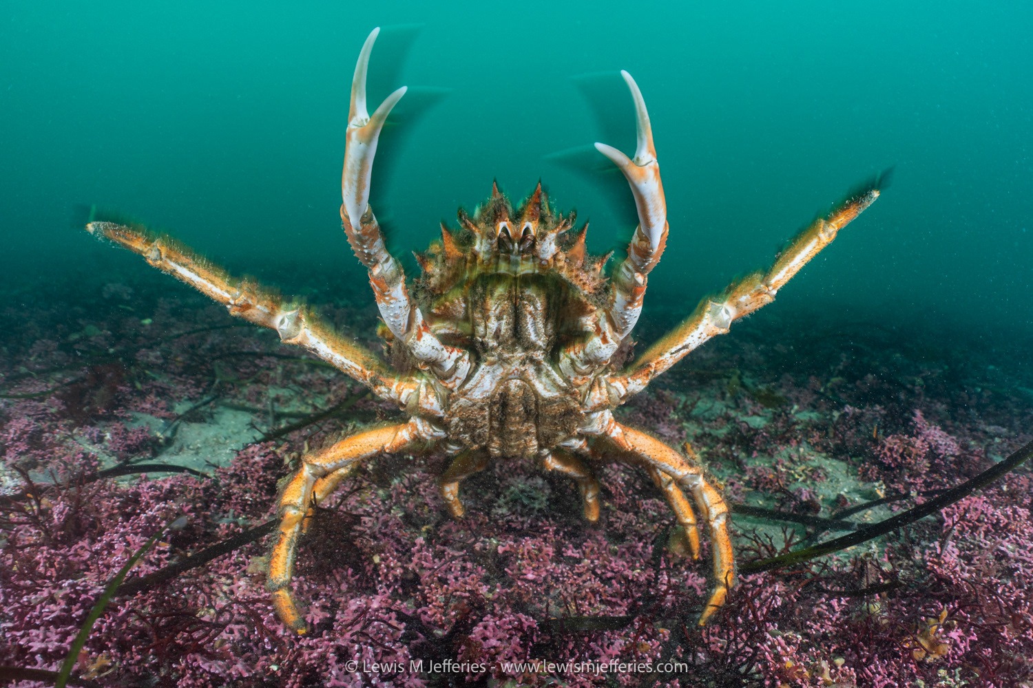 Spiny Spider Crab (Maja brachydactyla) St.Mawes Maerl beds Cornwall. 2024 