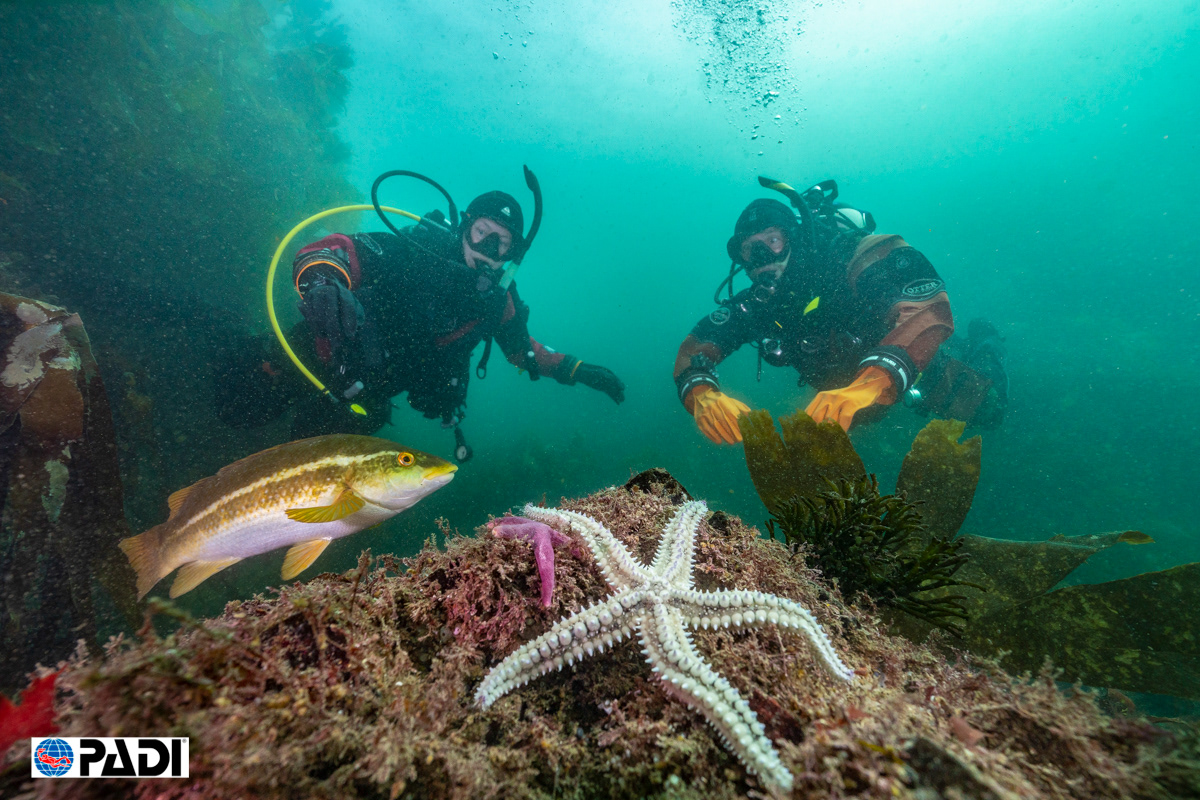 Scuba Divers looking at Ballan wrasse and starfish Cornwall
