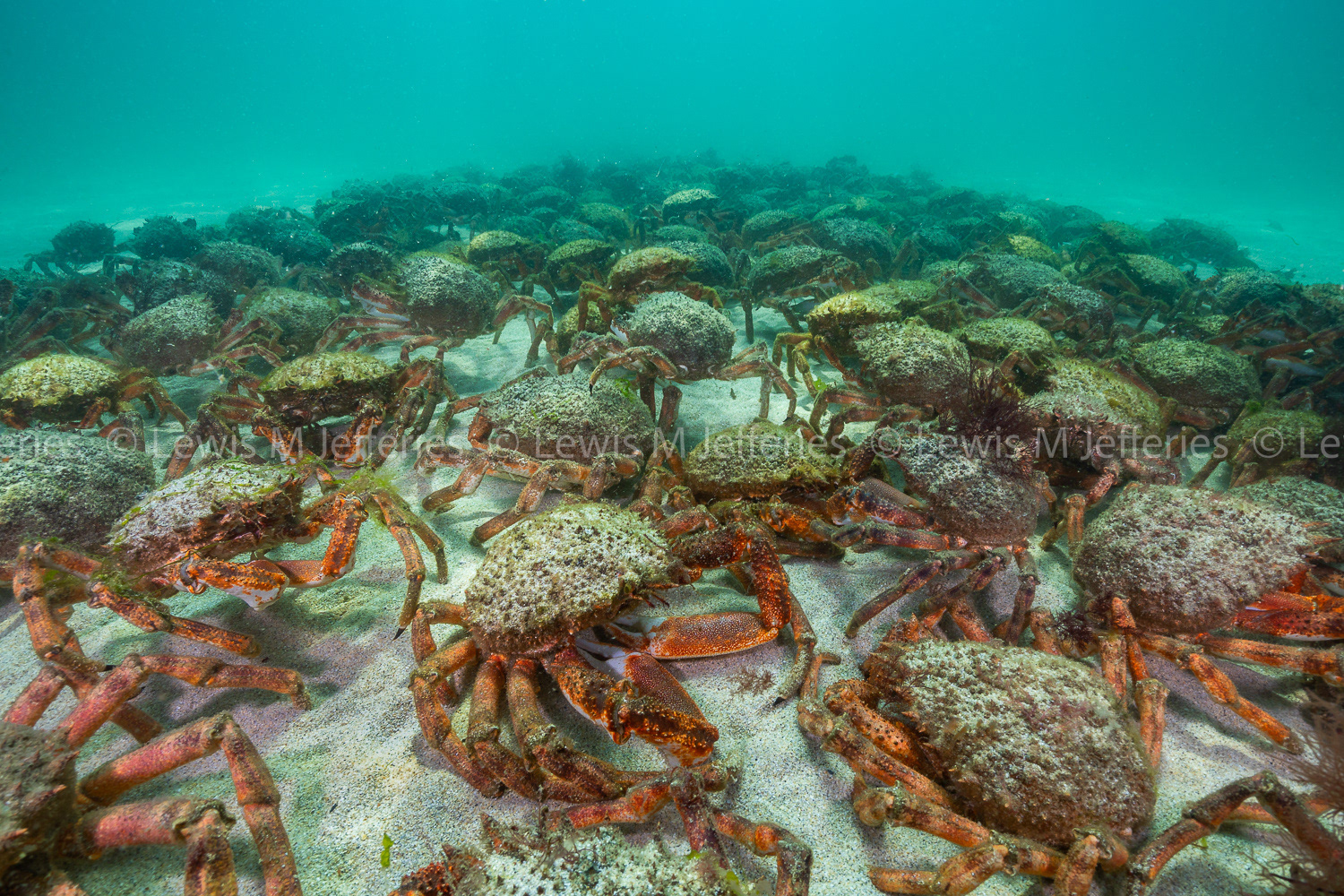 Spider crab aggregation, St.Ives bay, Cornwall, UK
