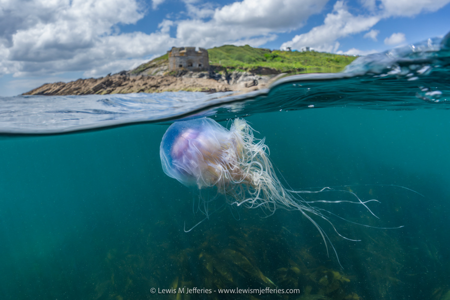 Blue Jellyfish (Cyanea lamarckii) above Golden kelp forest. Beneath Little Dennis fort. Falmouth, Cornwall. 2024