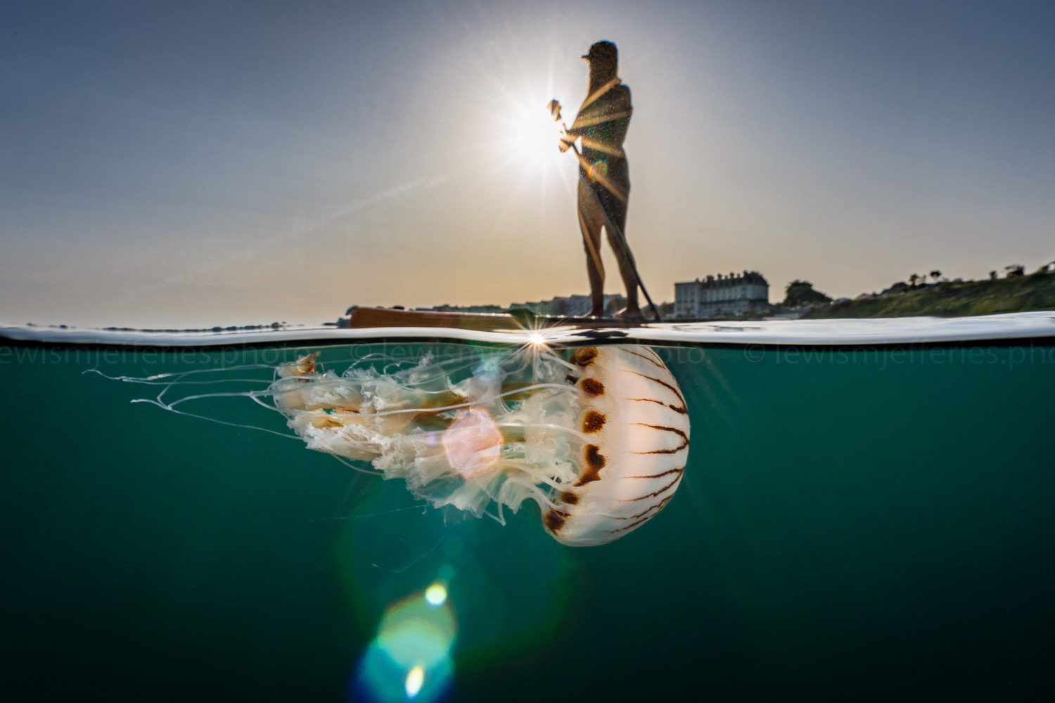 Compass Jelly fish (Chrysaora hysoscella) split level view with paddle boarder above the surface. Falmouth, Cornwall, UK.