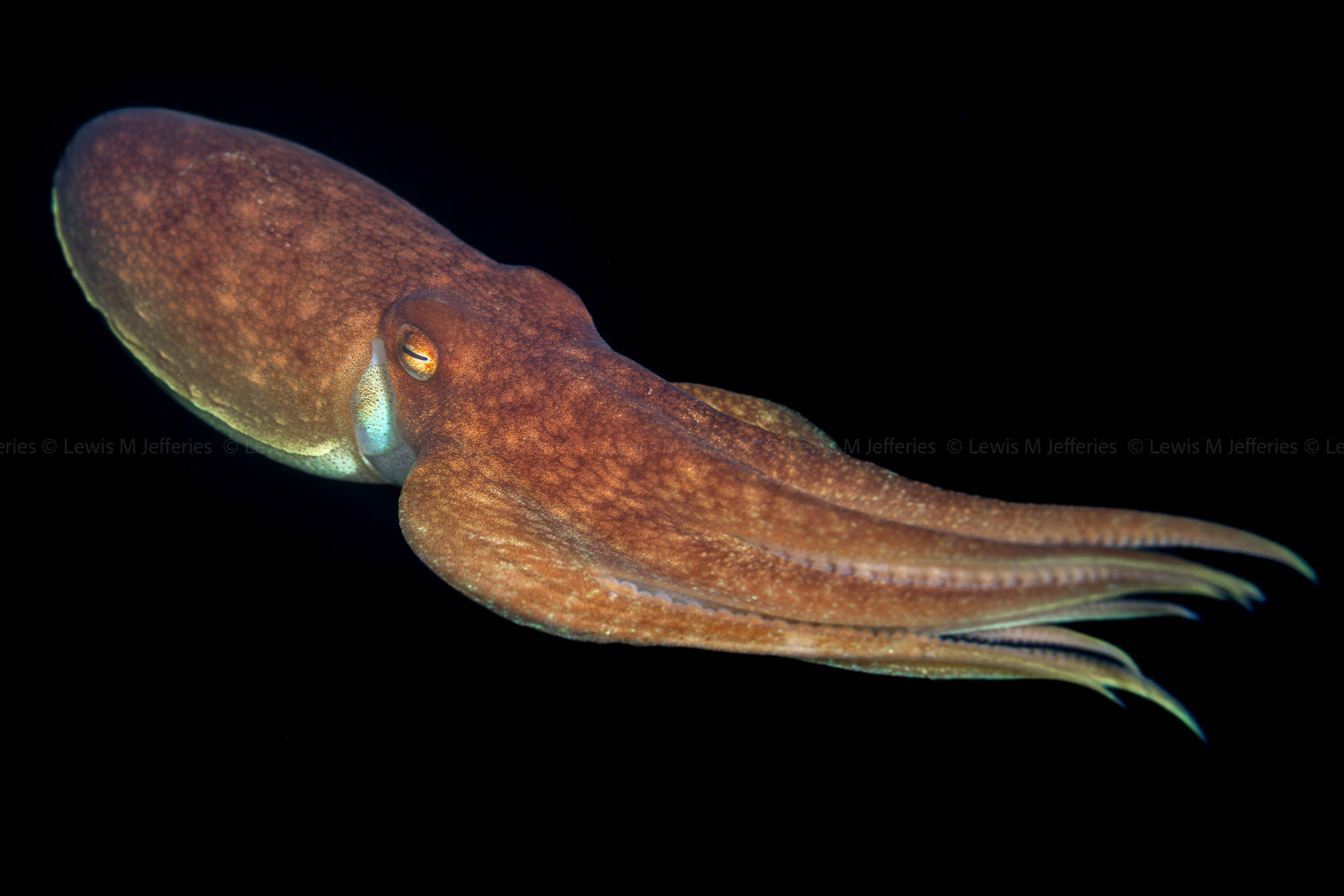 Curled Octopus (Eledone cirrhosa), Lizard Peninsula, Cornwall, UK 10.2023