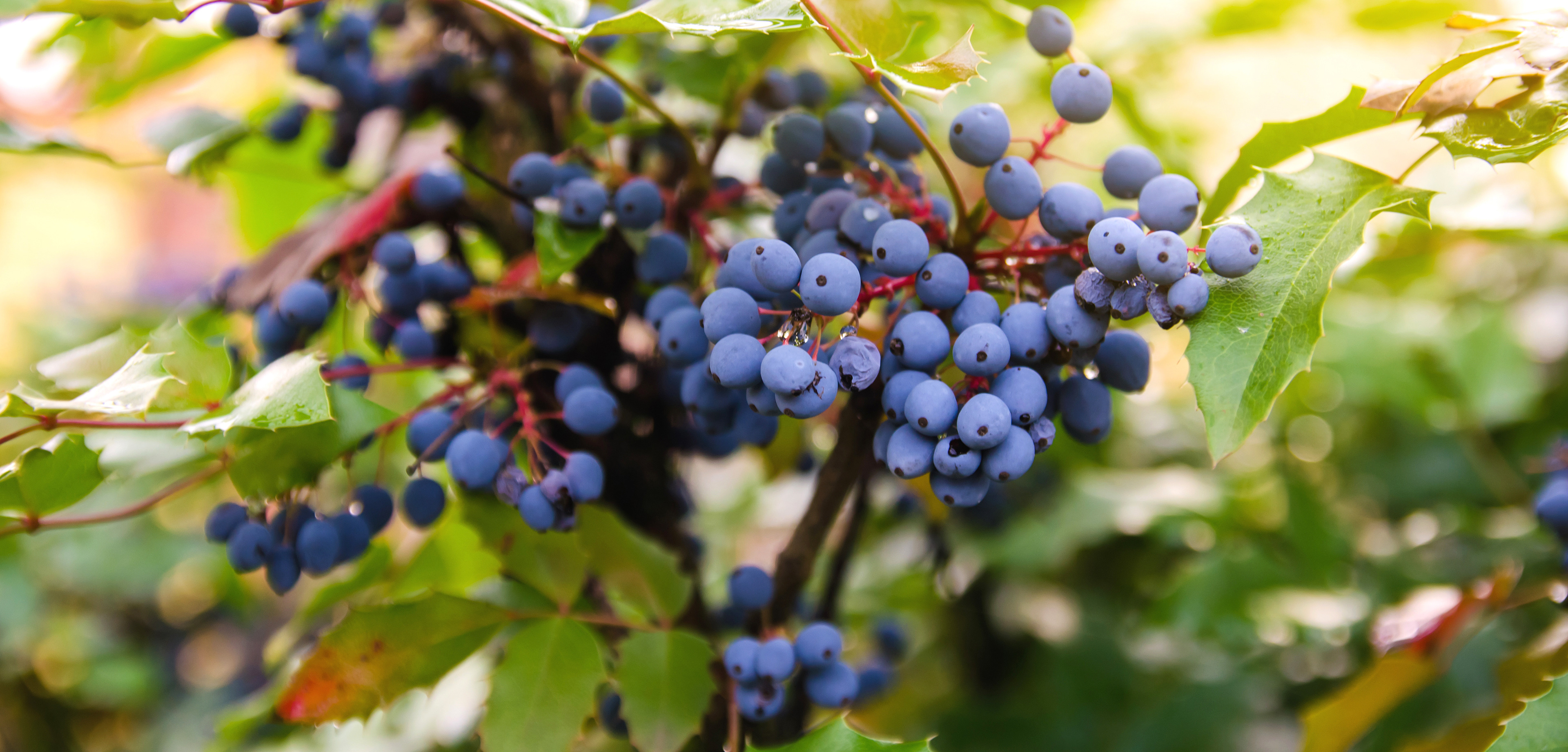 Photo Credits: Andrii Yalanskyi, Mahonia aquifolium berries, #451643250, stock.adobe.com