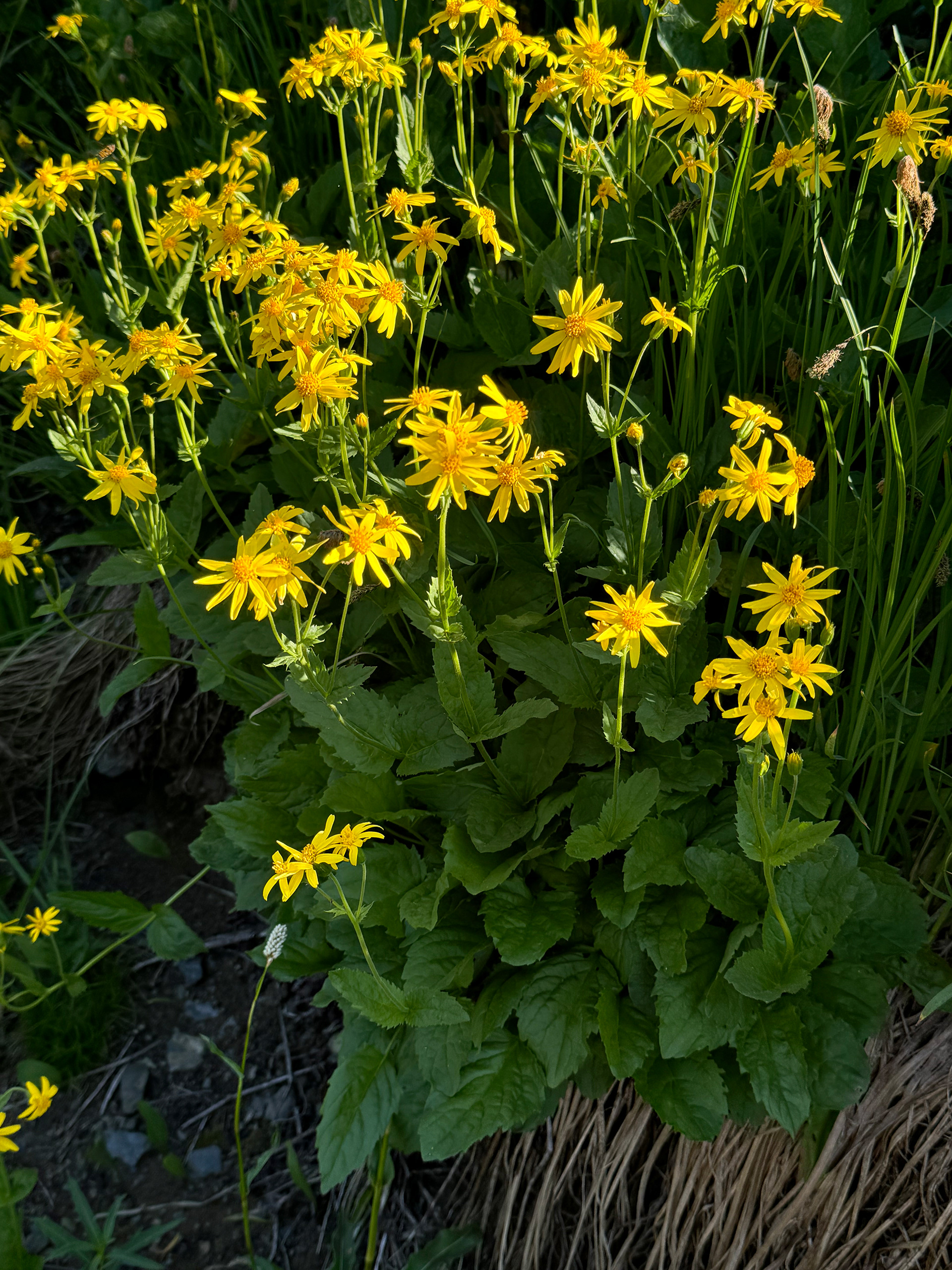 Photo Credits: Carol Holland, Arnica amplexicaulis, Yellow Aster Butte, 2024