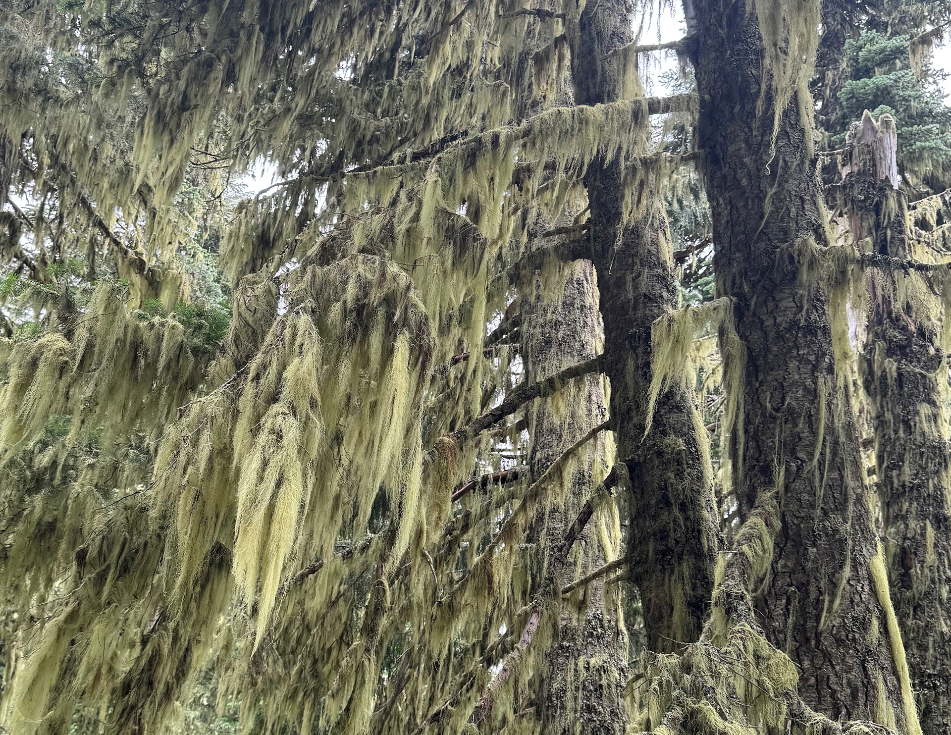 Photo Credits: Carol J Holland, Usnea spp., Mt Rainier NP, Wonderland Trail, July 31, 2024