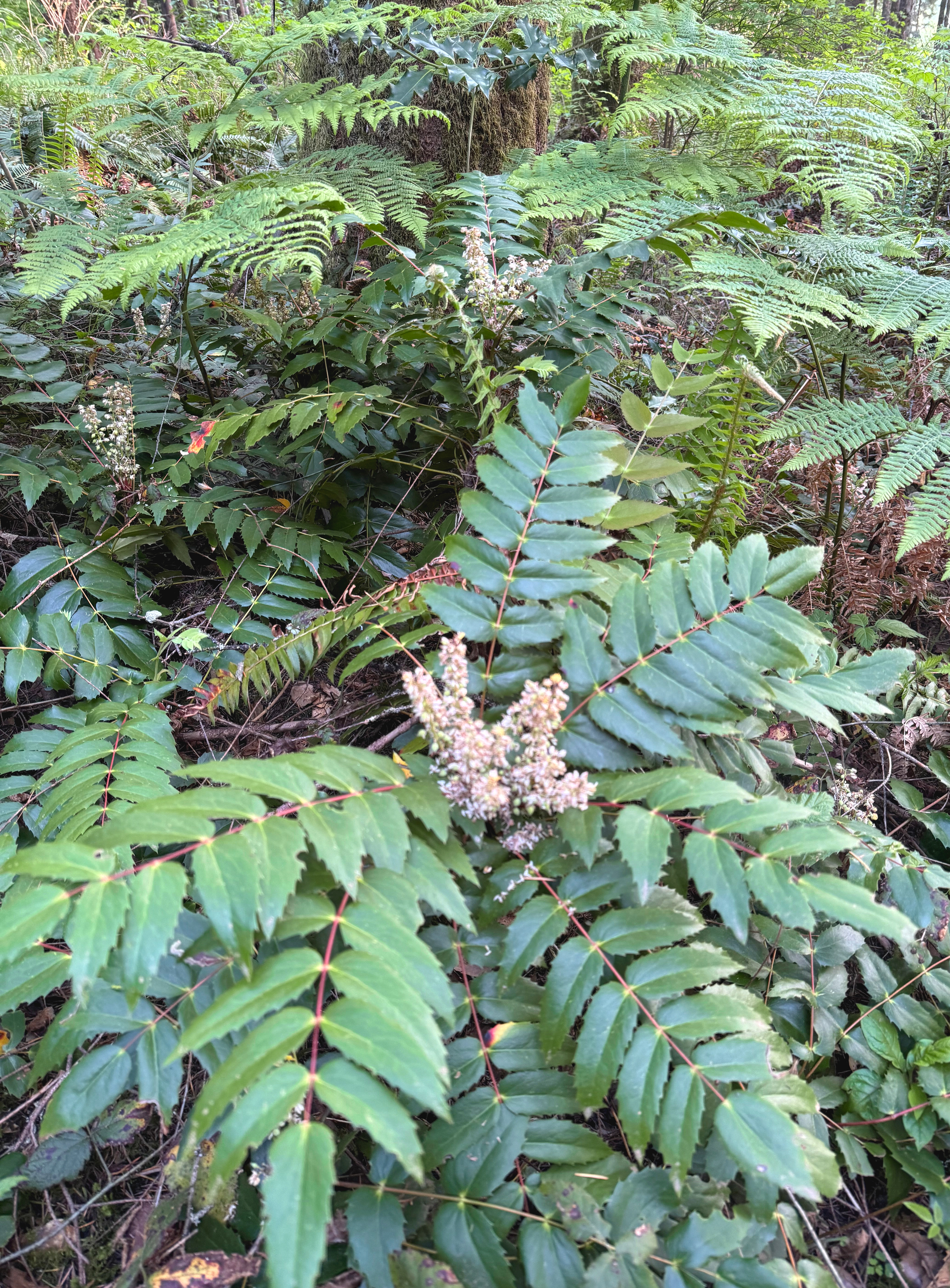 Photo Credits: Carol Holland, Oregon Grape Flowering, Galbraith, July 2024