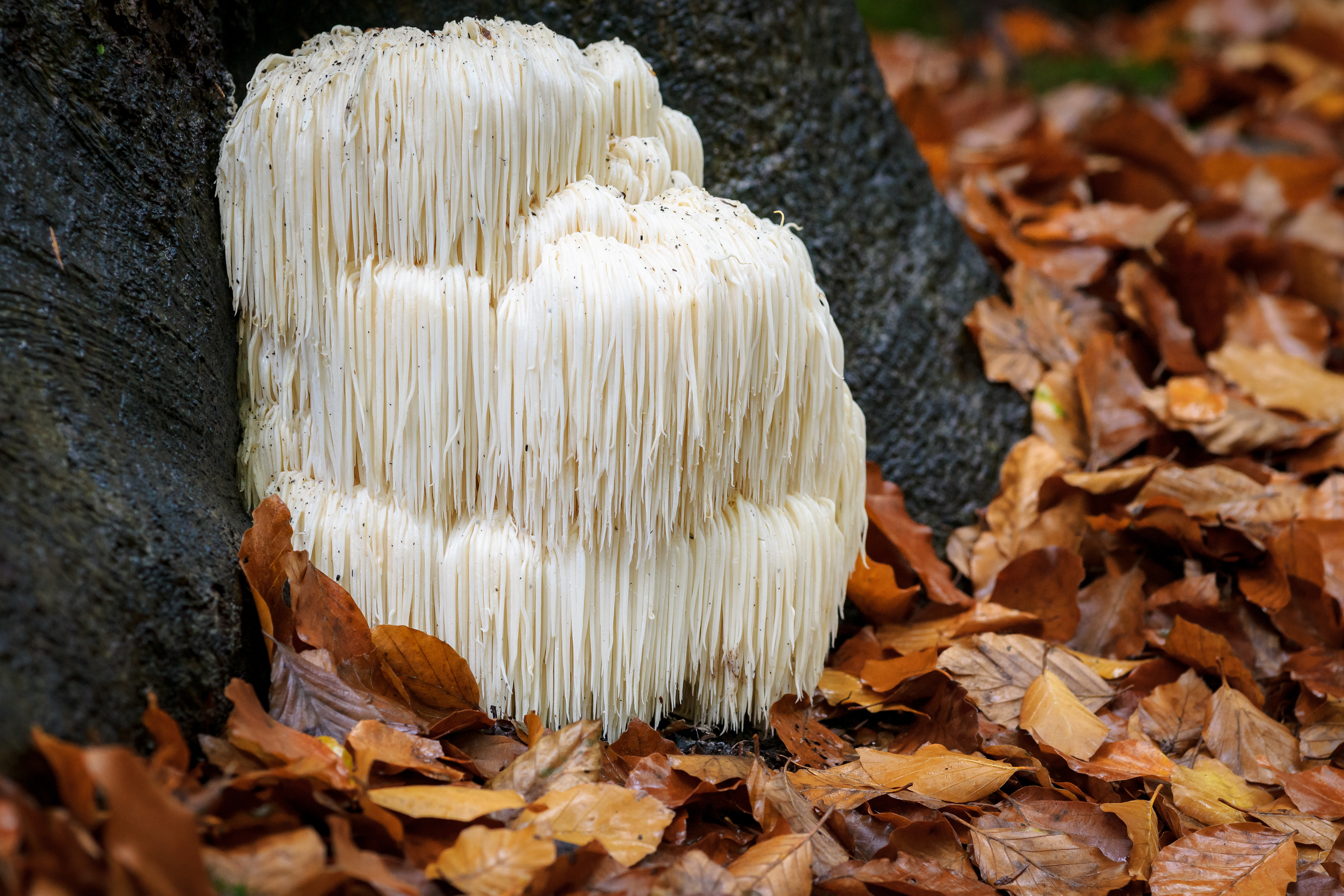 Photo Credits: fotografiecor, Rare Lion's Mane, #178258723, stock.adobe.com