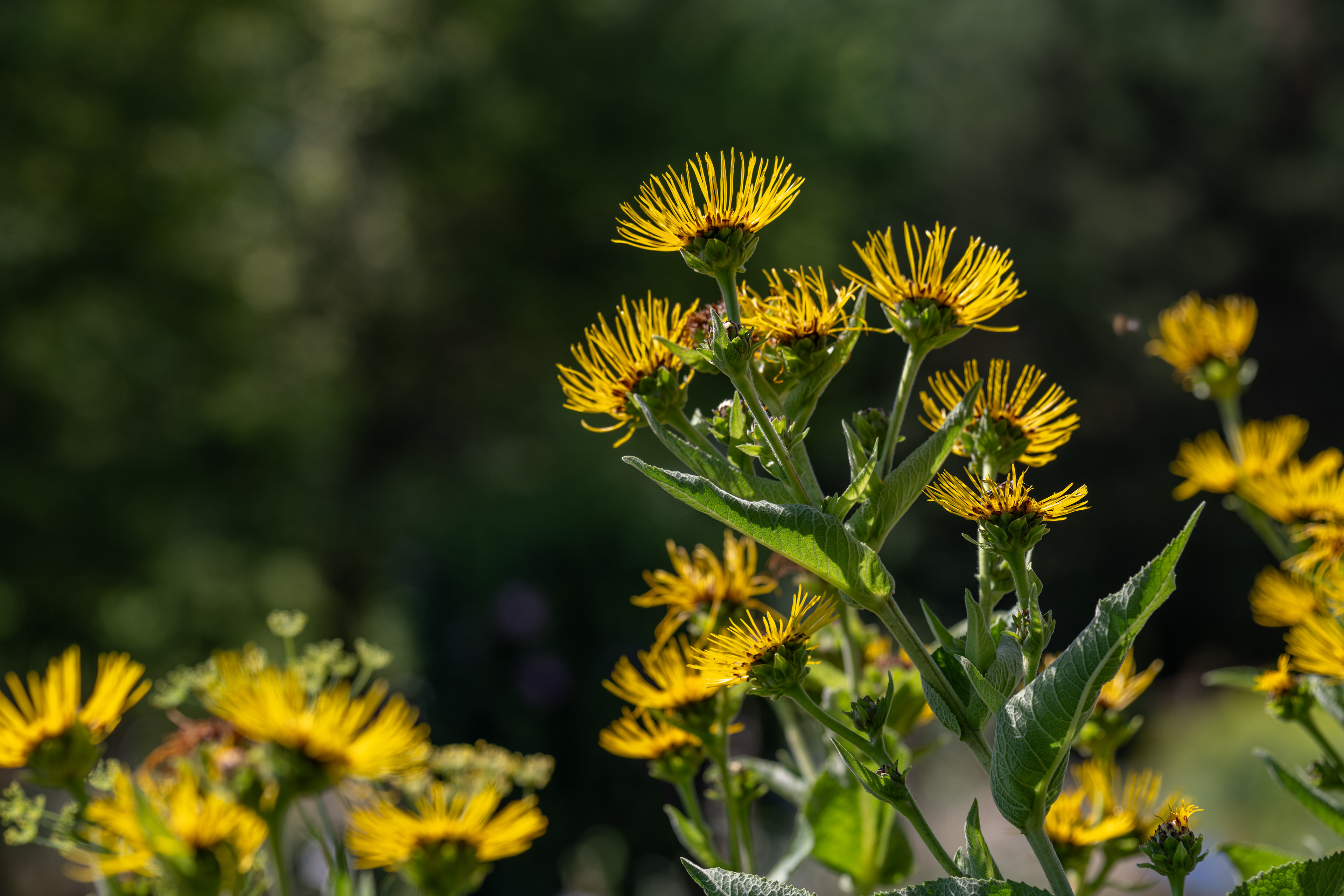 Photo Credits: lapis2380,  Yellow Flower of Elecampane, #1640111459, stock.adobe.com