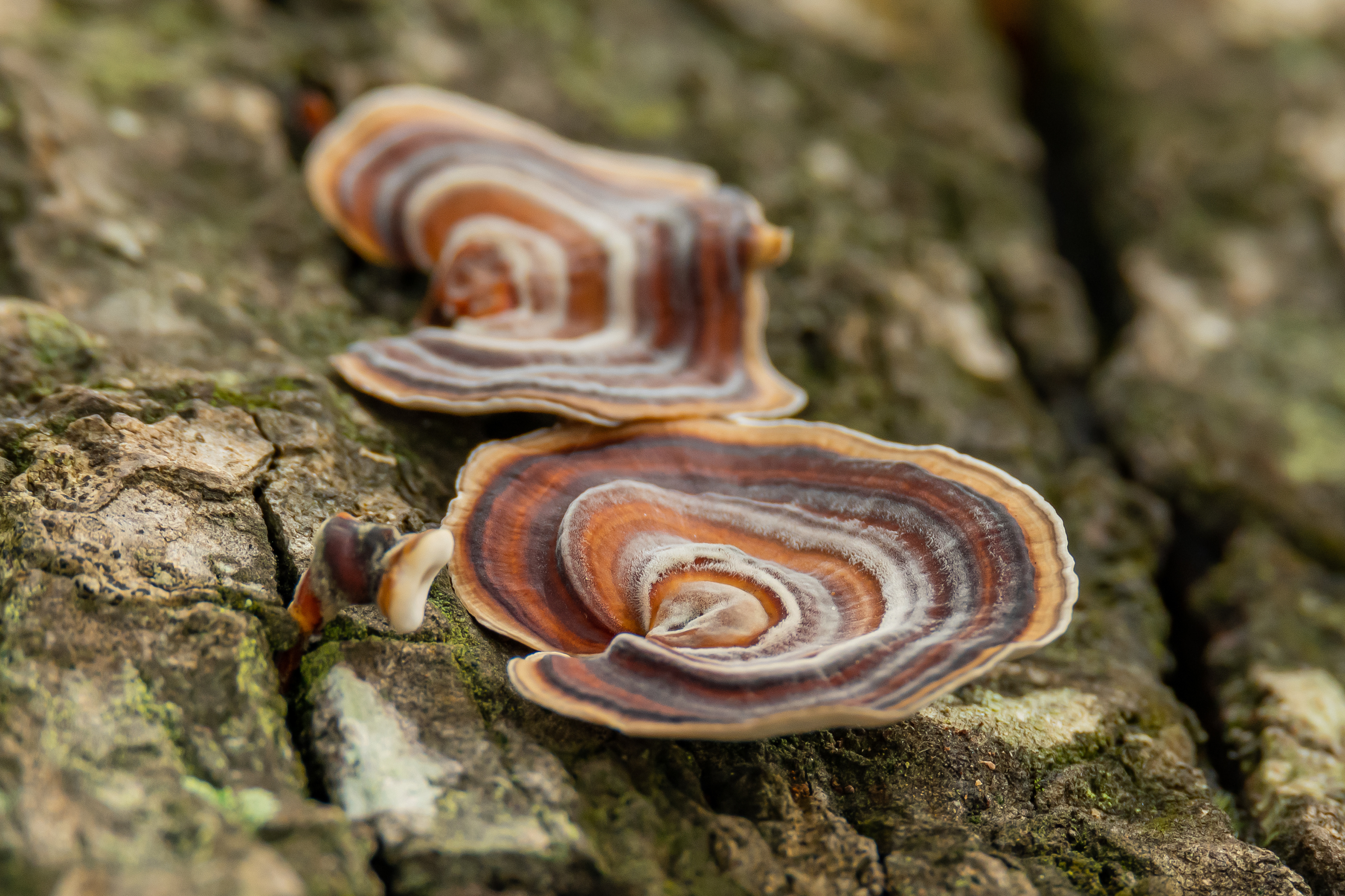 Photo Credits: Phichak, Turkey Tail Mushroom, #290449714, stock.adobe.com