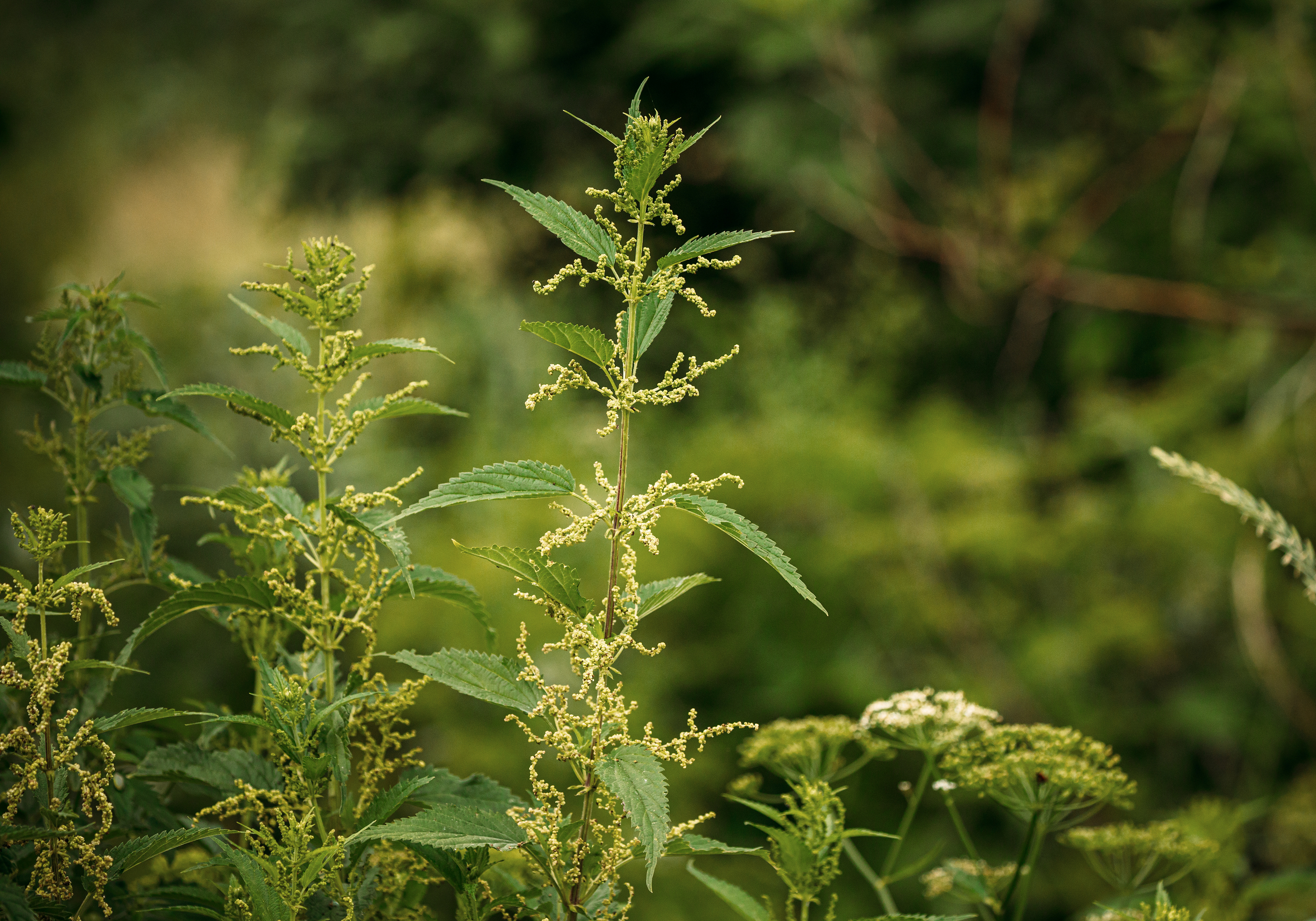 Photo Credit: Great Brut Here, Urica dioica, #391470112 stock.adobe.com